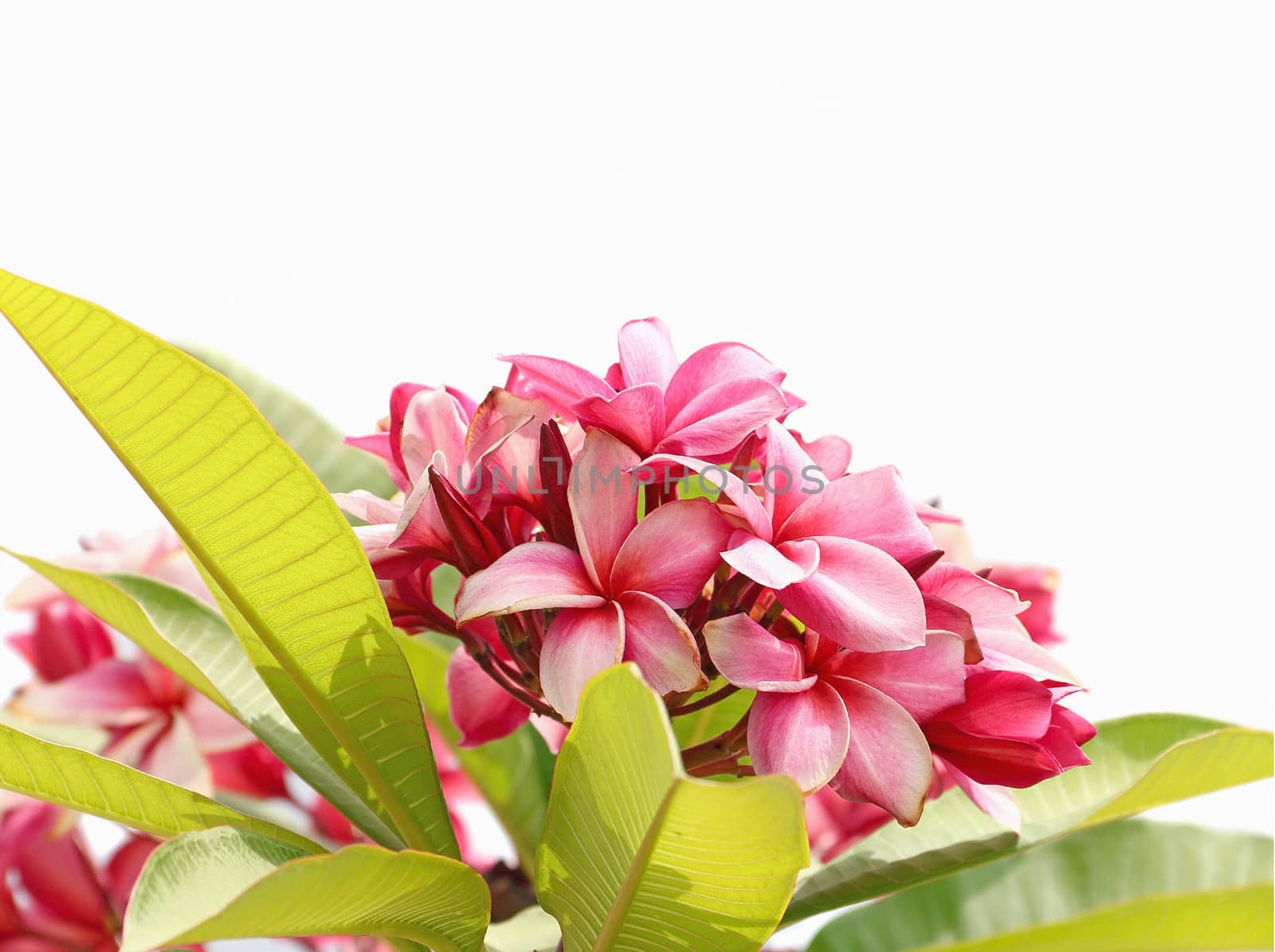 Close up pink frangipani flowers