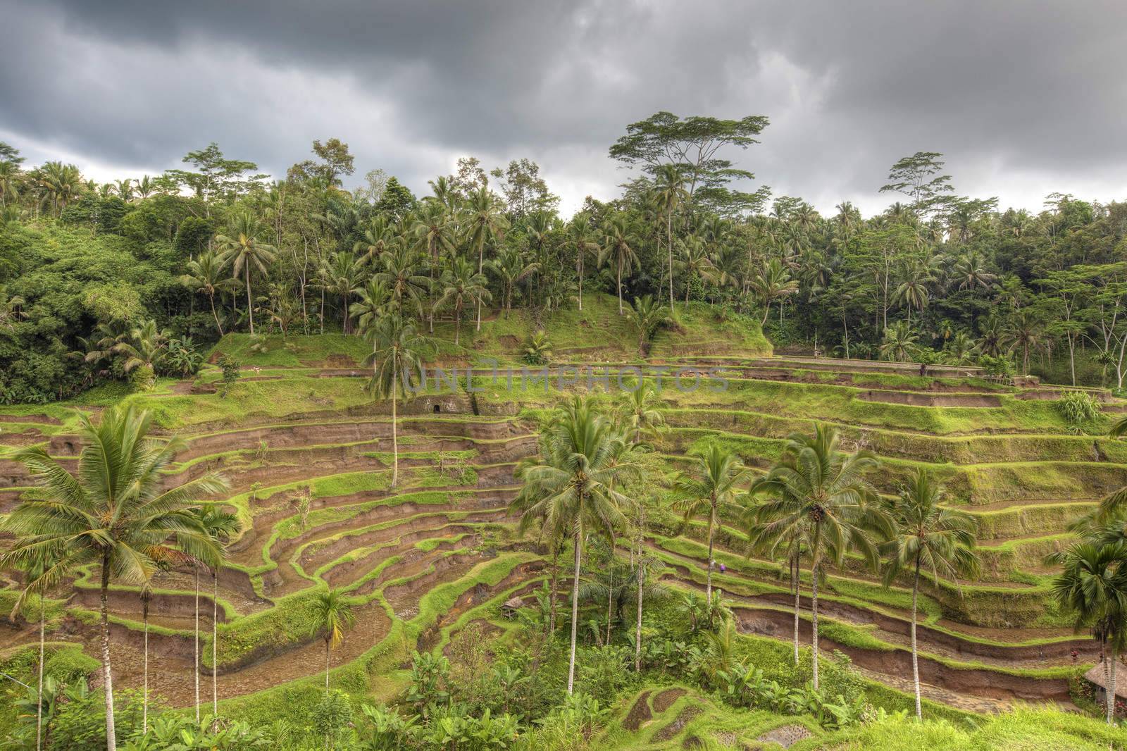 Rice Terrace by kjorgen