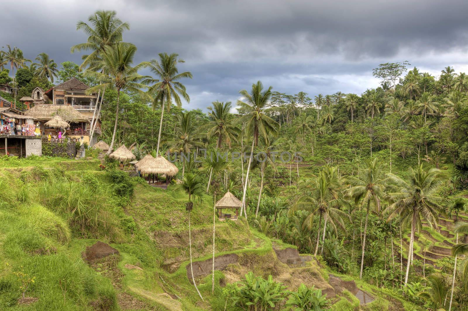 Rice terrace fields in Bali Indonesia