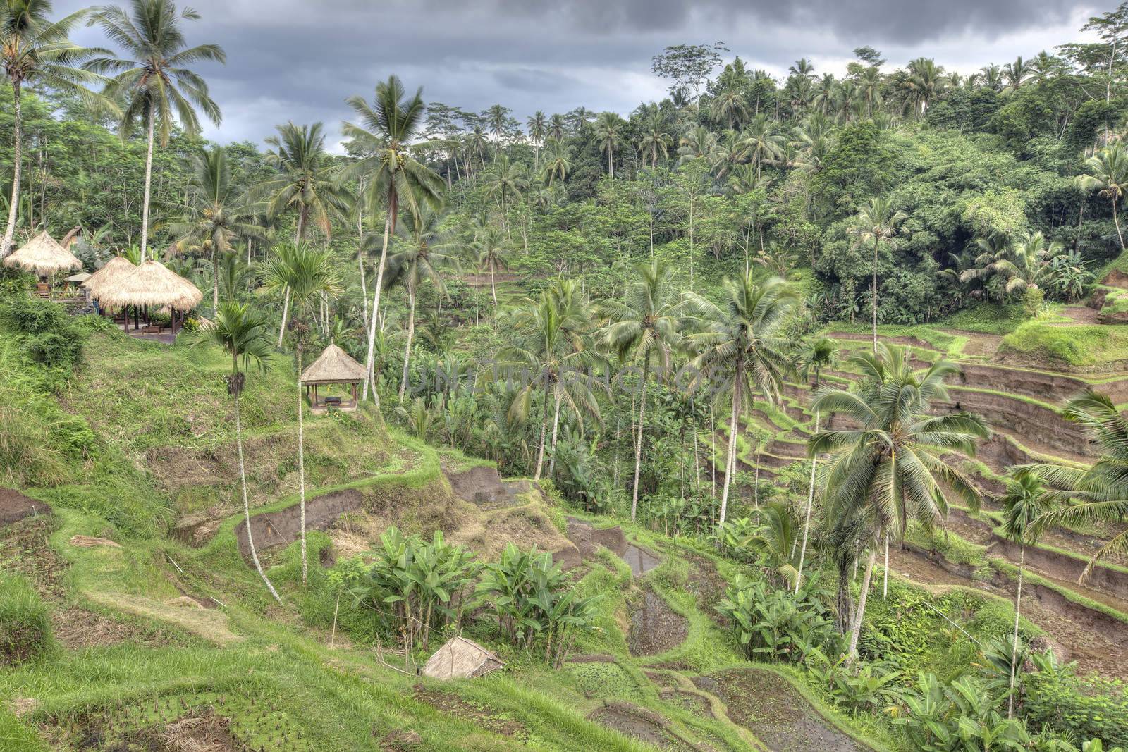 Rice terrace fields in Bali Indonesia