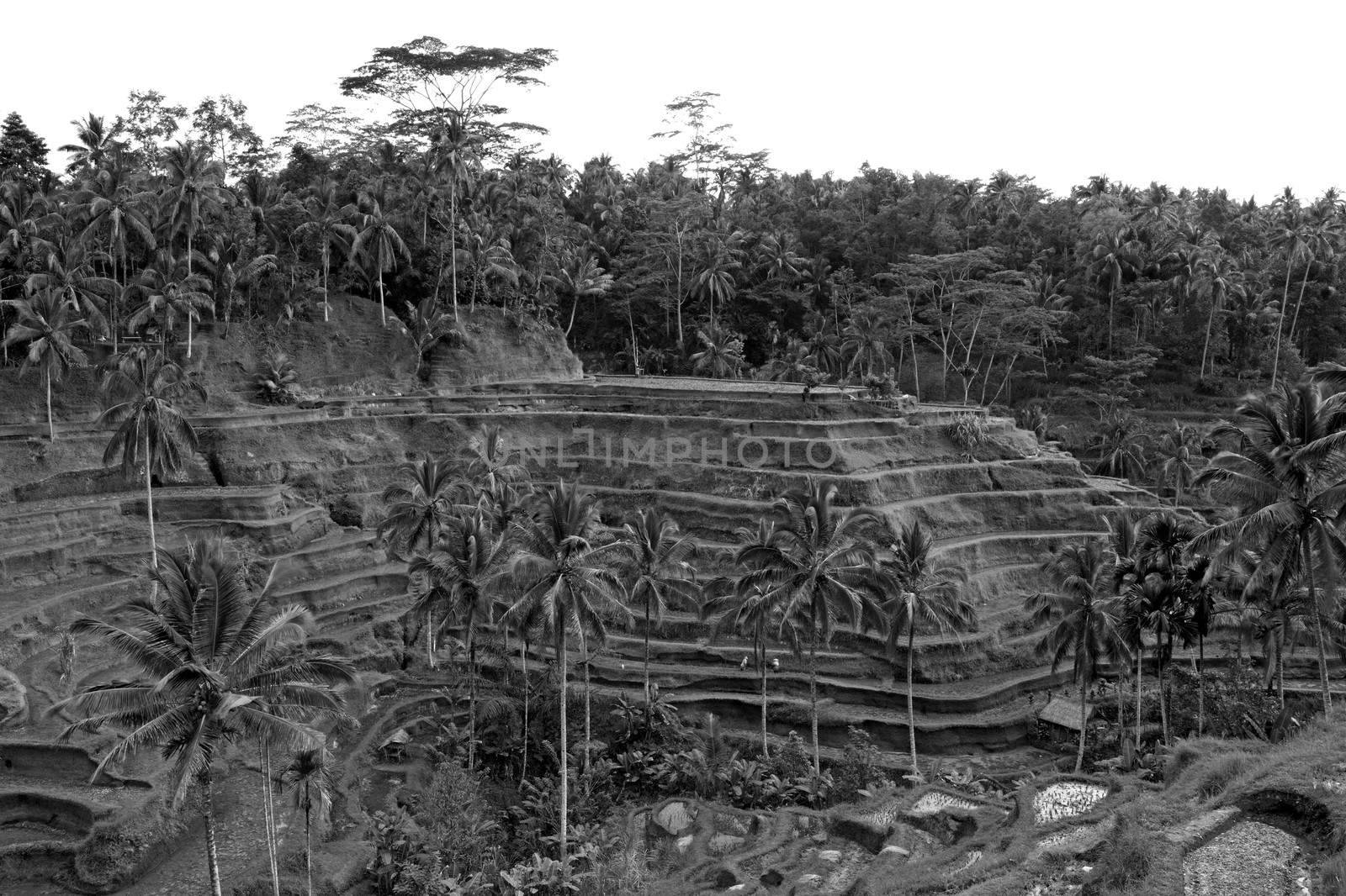 Rice terrace fields in Bali Indonesia