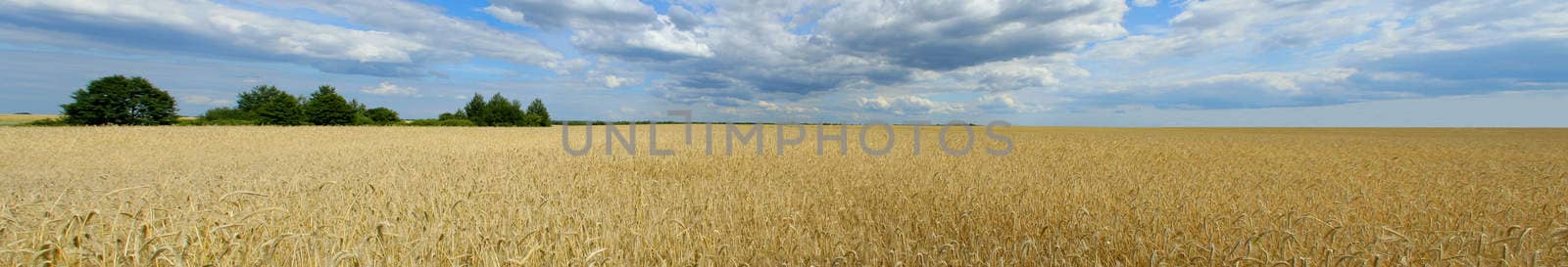 panorama of wheat field