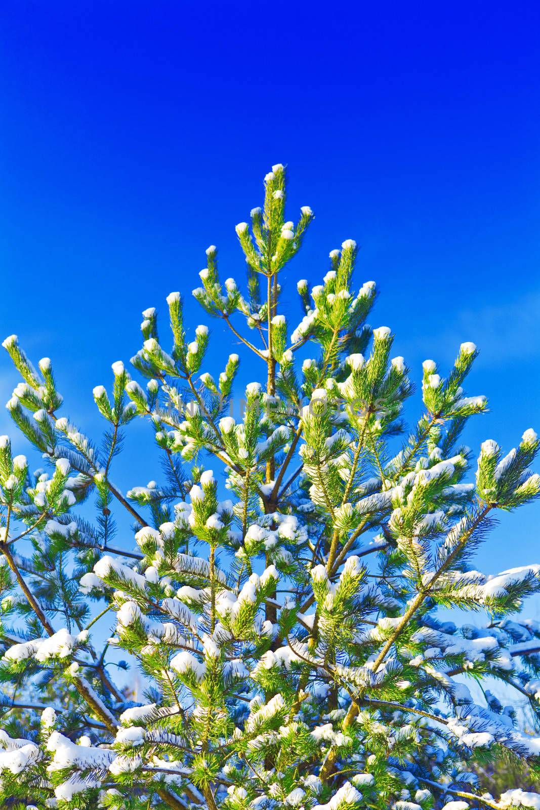 pine tree at winter