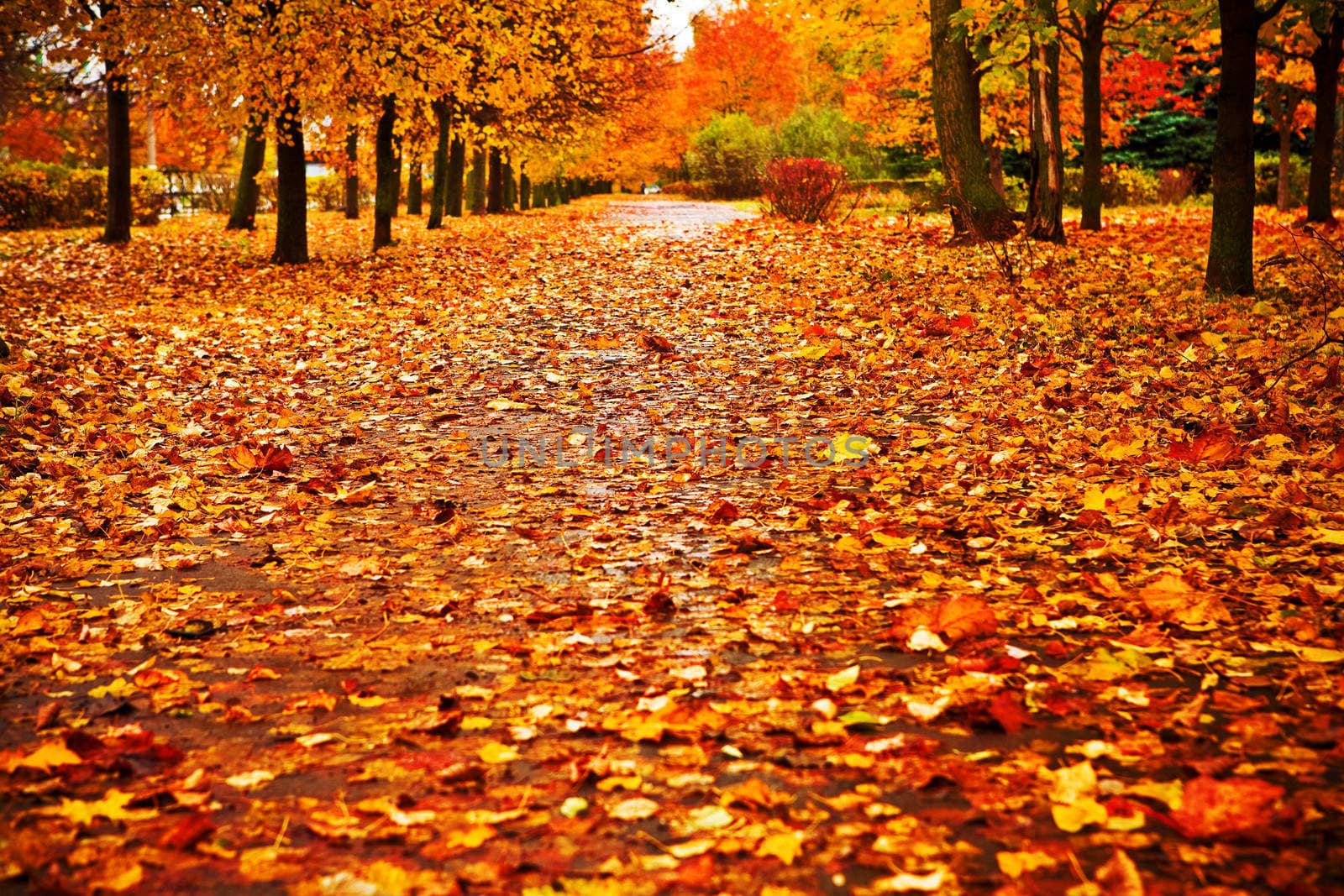 red autumn park