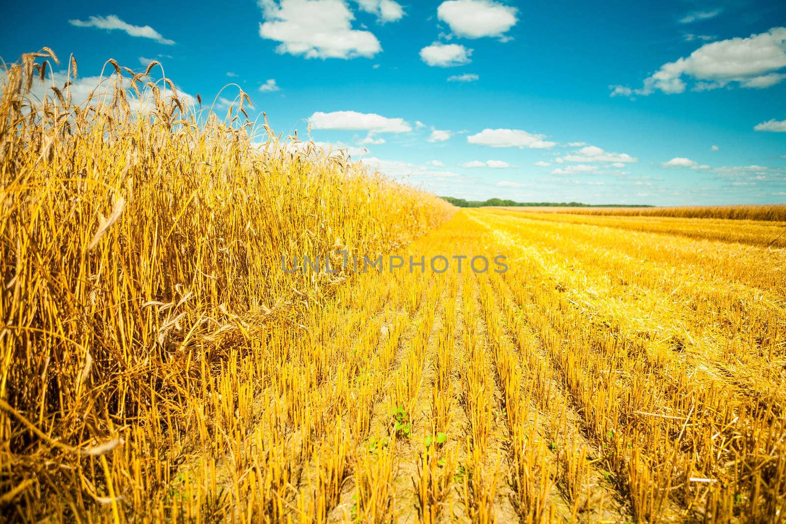 wheat field at harvesting