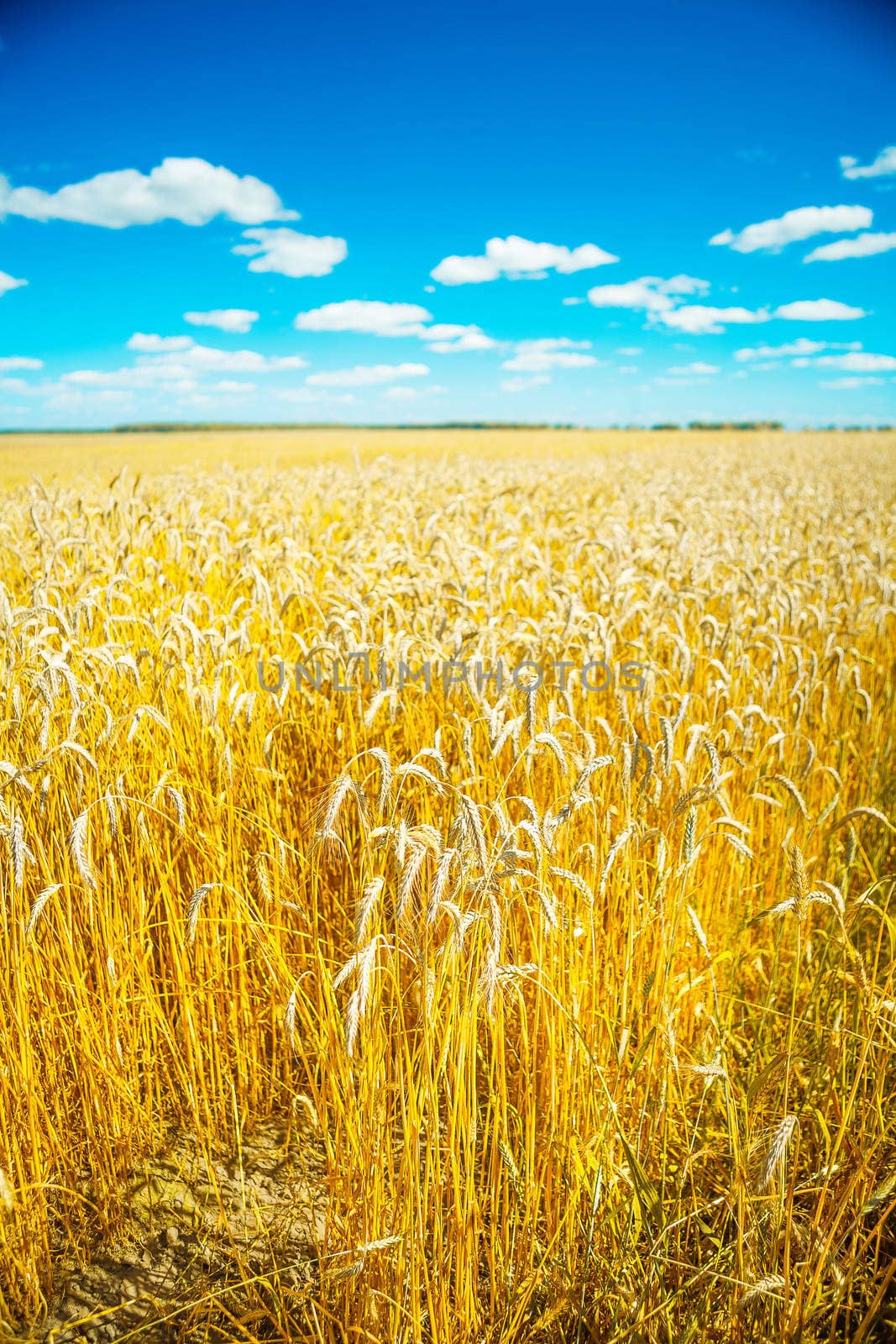 wheat field before  harvesting