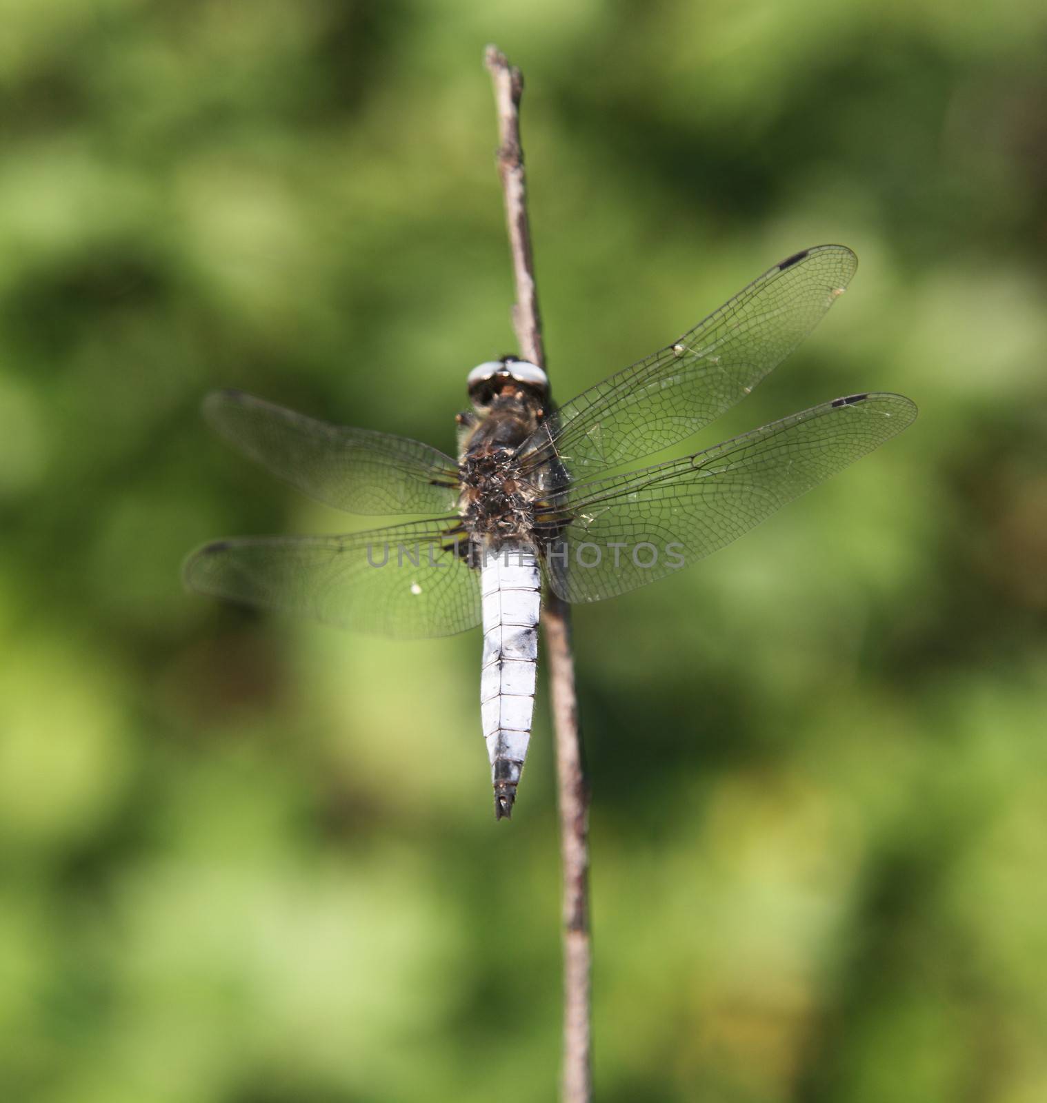 Dragonfly on a branch close.