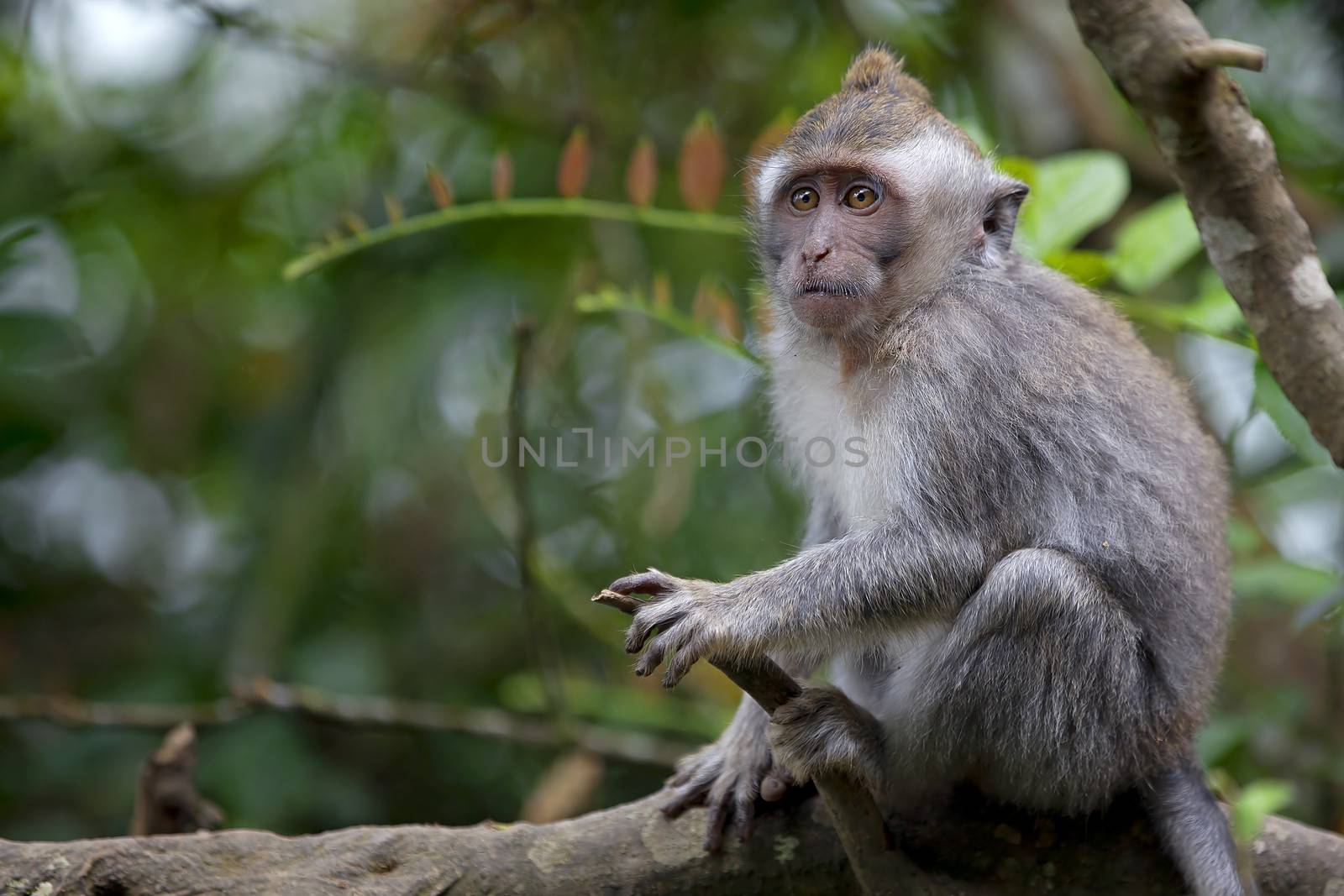 Long-tailed Macaque Monkey in the Monkey forest in Bali