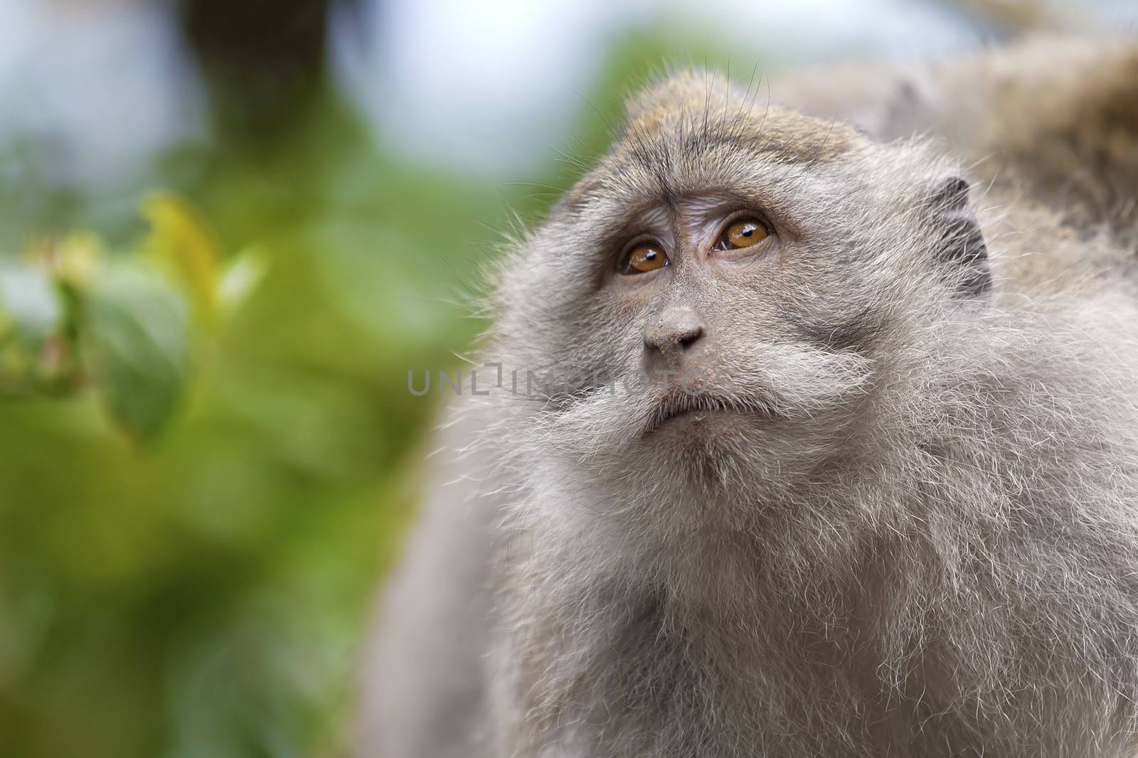 Long-tailed Macaque Monkey in the Monkey forest in Bali