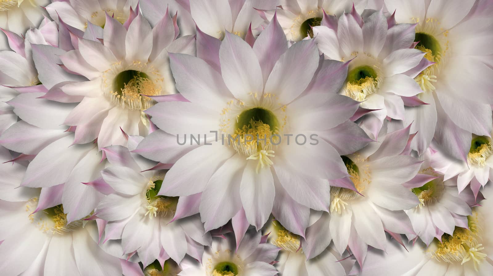 Background with flowers of the cactus echinopsis oxygona 
