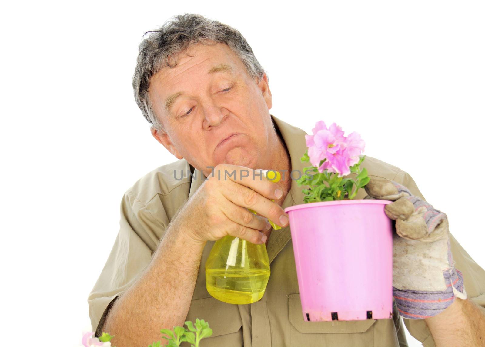 Fussy and careful middle aged gardener sprays a plant in a pot.