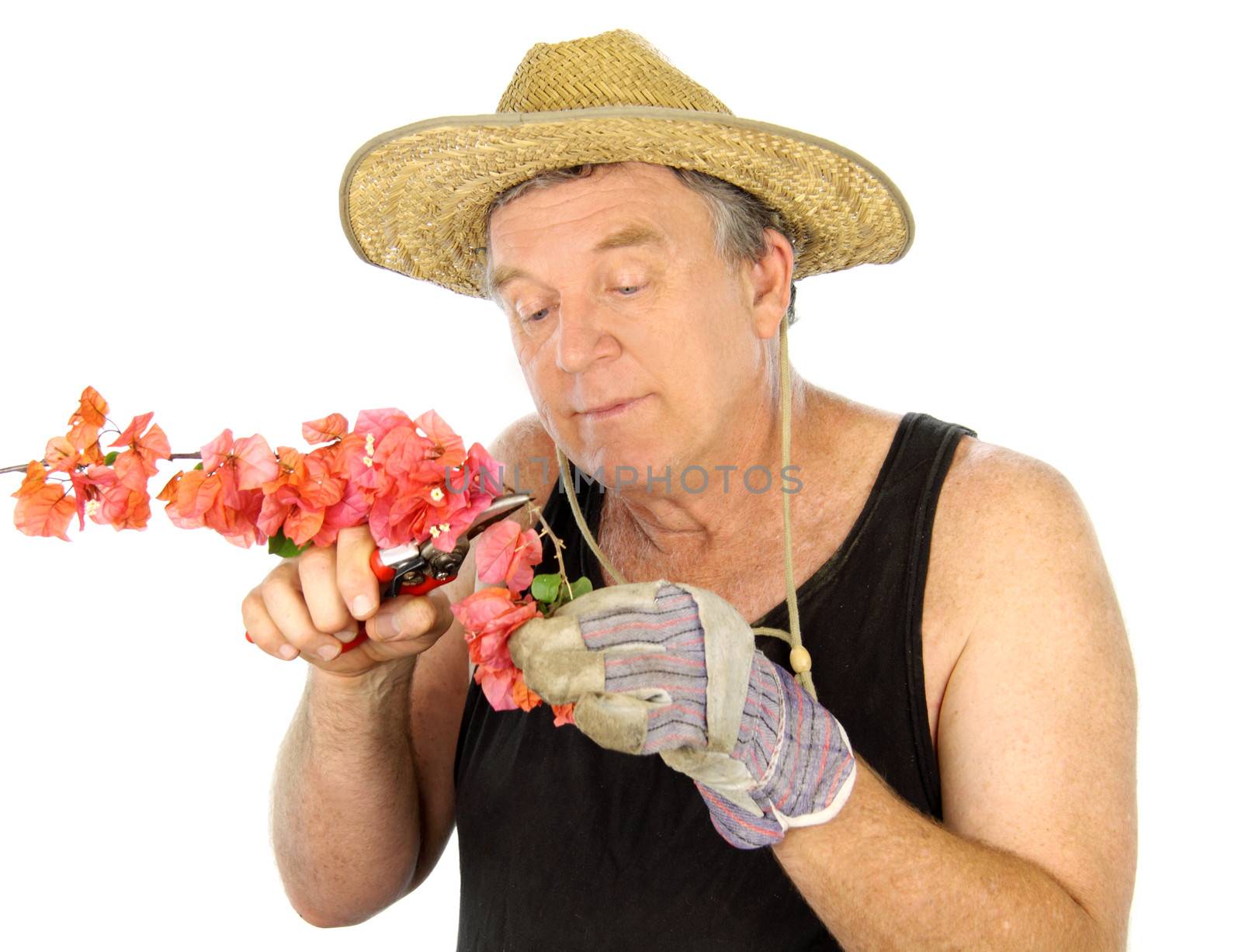 Middle aged gardener pruning a flowering bush.