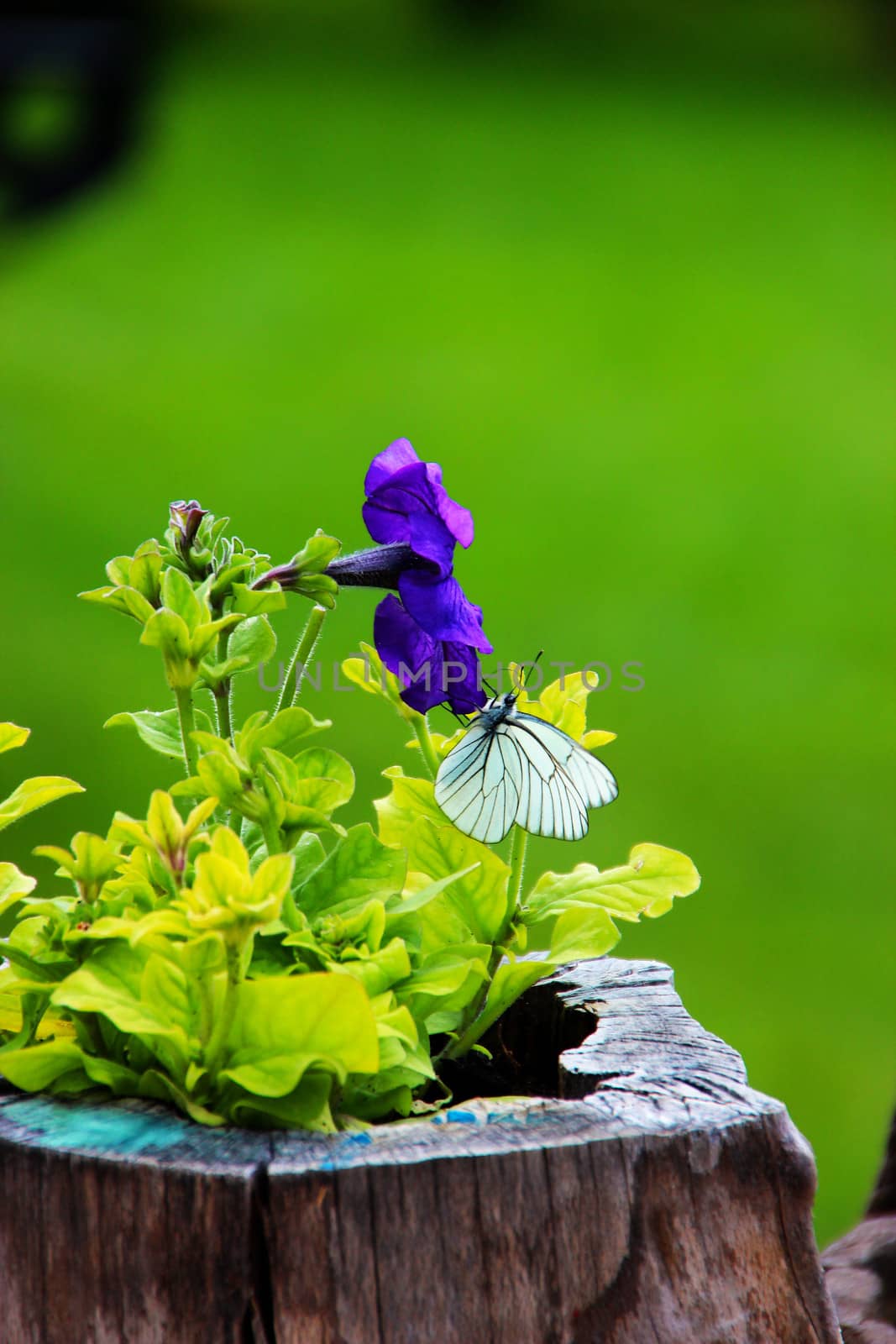 White field butterfly resting on an intense blue violet flower in a garden in Bulgaria