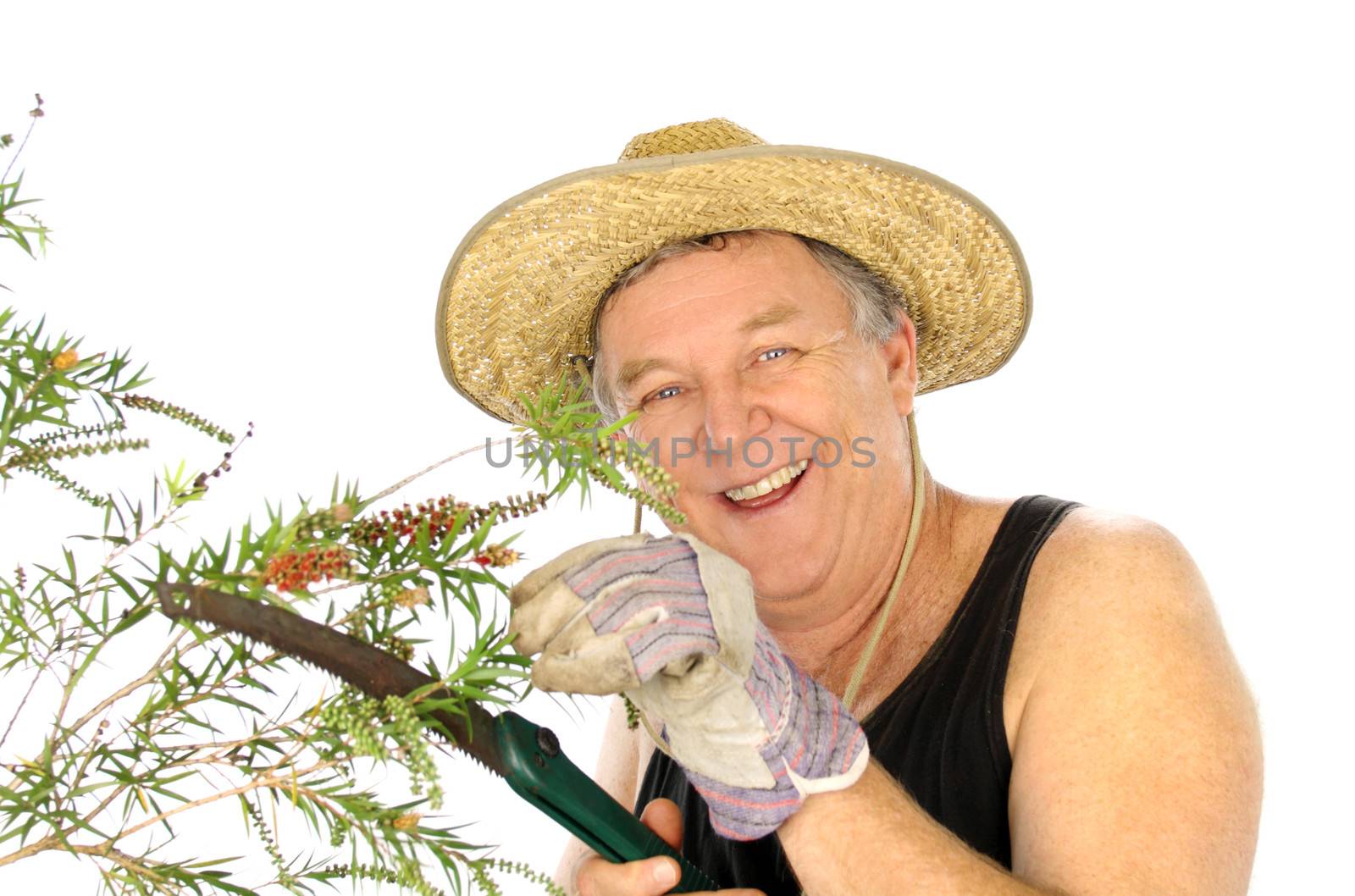 Middle aged gardener pruning a shrub with a garden saw.