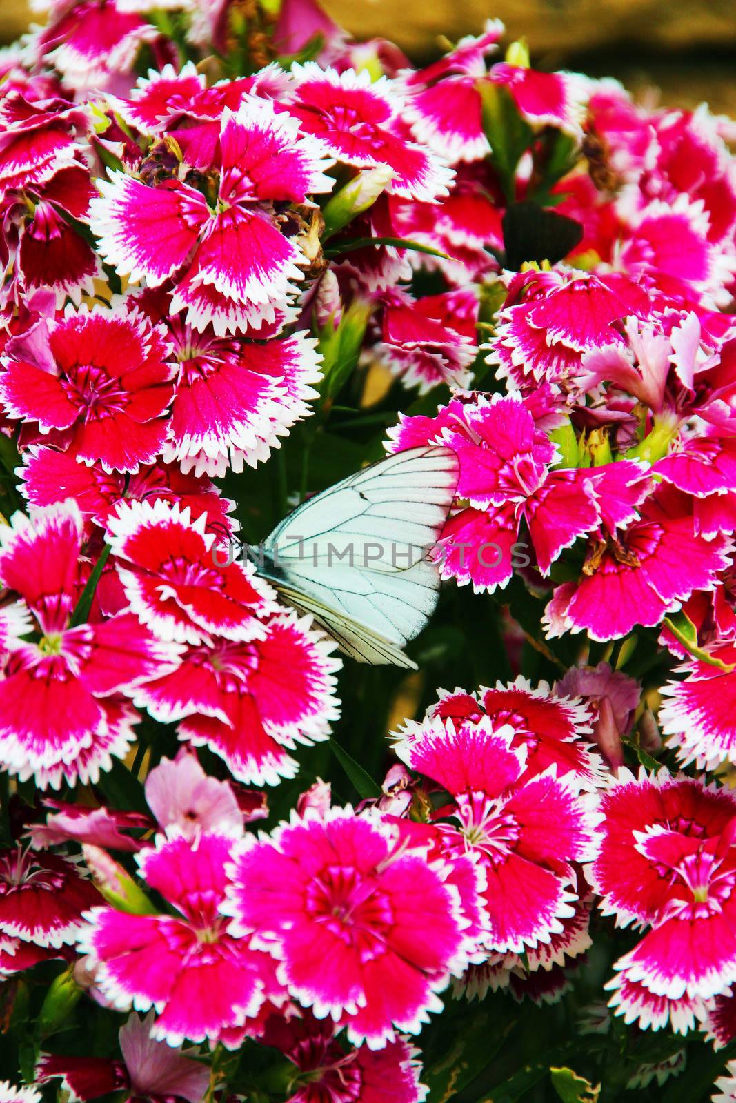 White field butterfly resting amongst a number of magenta carnation flowers in a garden in Bulgaria
