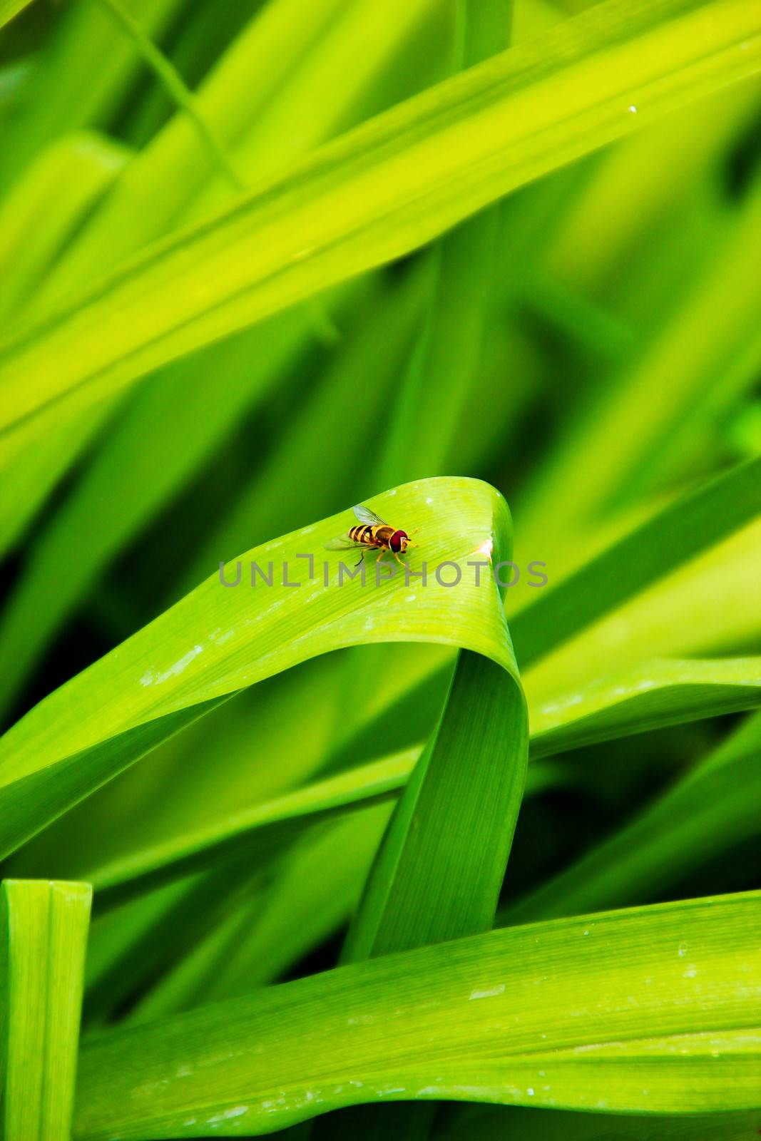 Wild honey bee resting on a green leaf in Stara Planina mountain, Bulgaria