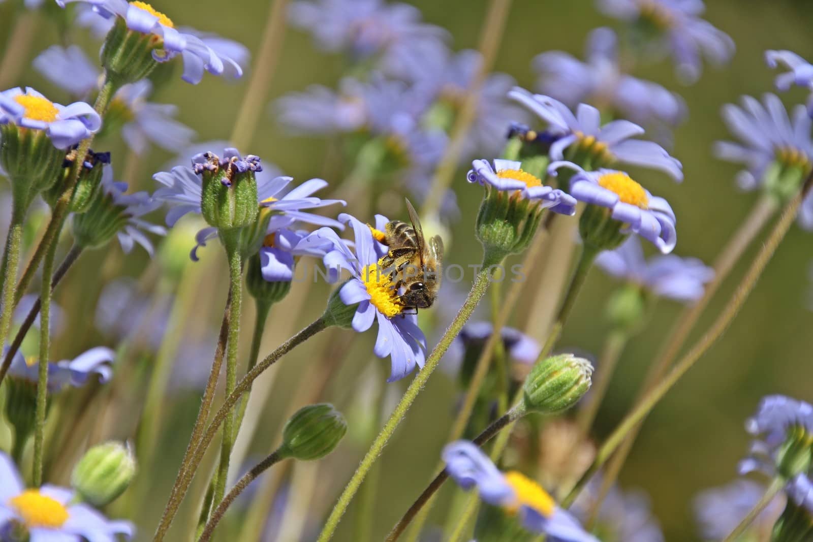 Bee collecting polen from flowers in a meadow in Spain