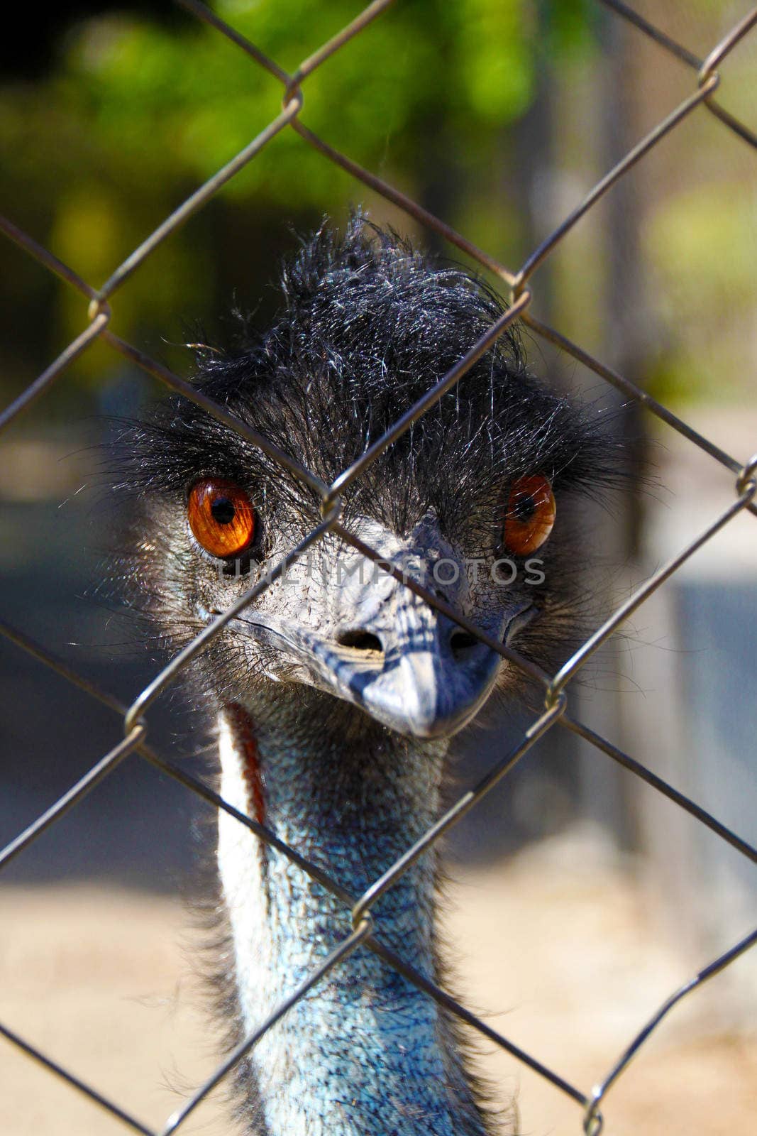 Young emu bird staring curiouly from behind a fence in a small birds enclosure in Benalmadena, Spain