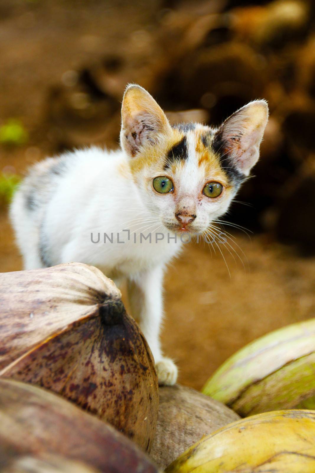 Semi-wild kitten playing amongst coconuts in the outskirts of a village in Java, Indonesia