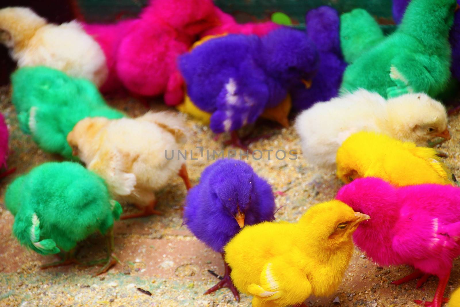 Baby chicks coloured in various vivid colours for sale in a market in Java, Indonesia