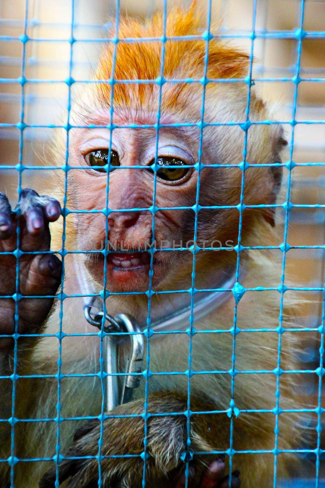 Little curious baby monkey in a temporary cage awaiting to be sold on the animals market in Central Java, Indonesia