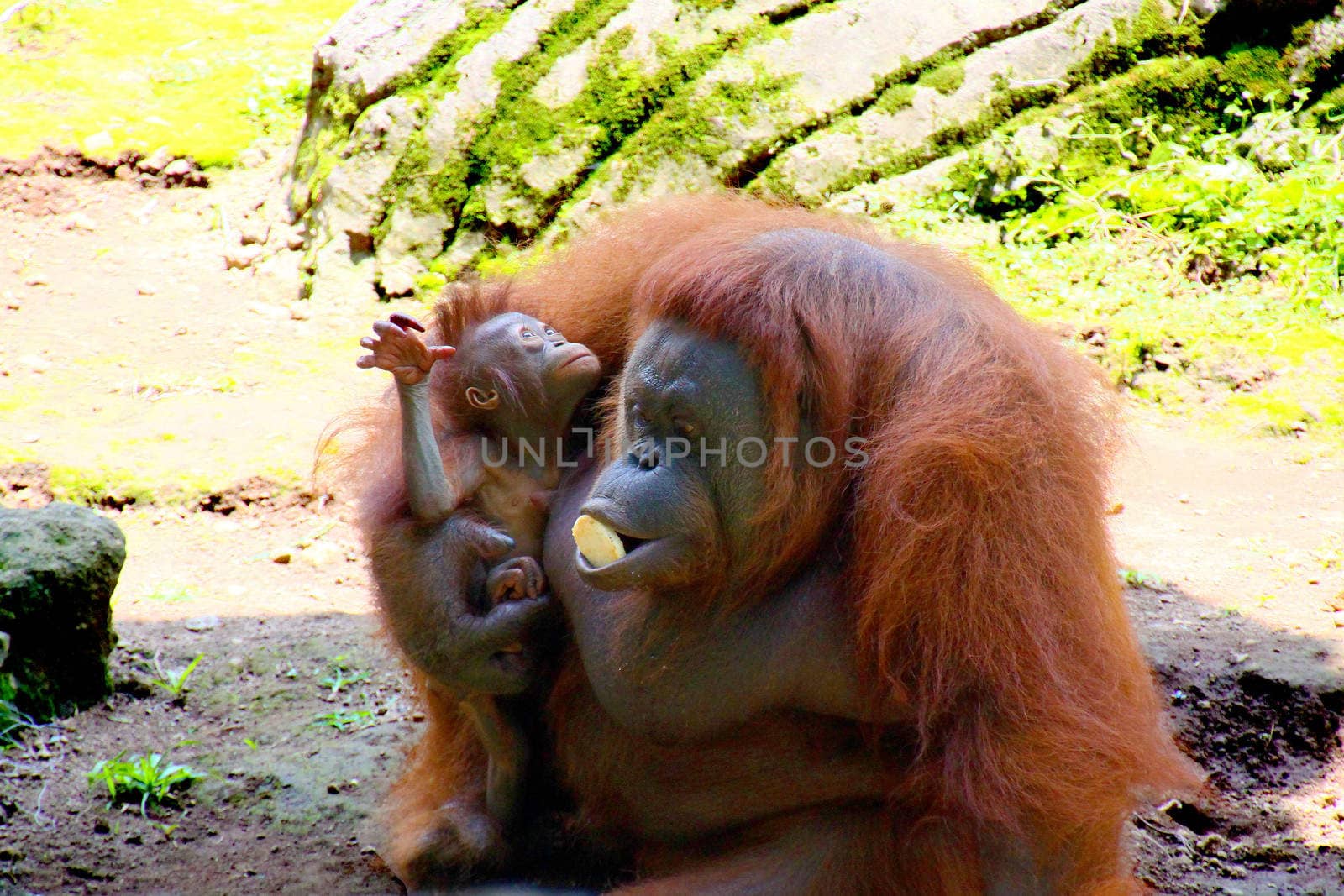 Mother and baby orang-utang eating bisquits in the natural safari park of Jambatan Buaya in Java, Indonesia