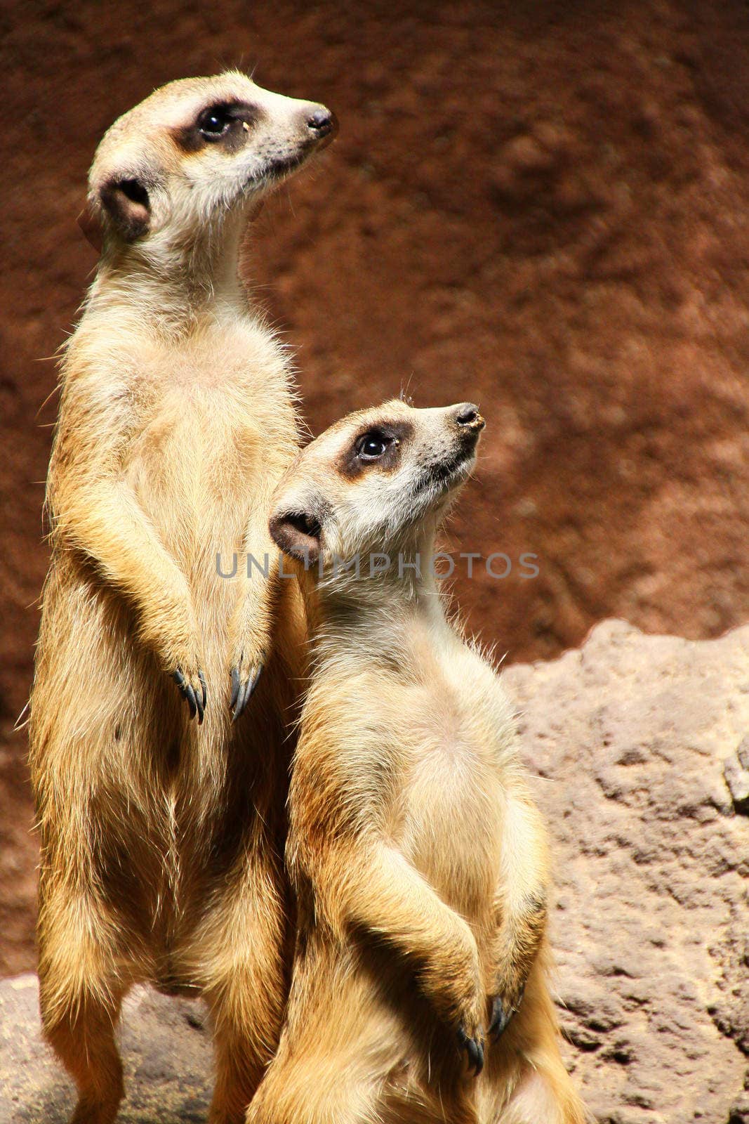 Curious meerkats awating threir food in the nature park of Jambatan Buaya in Java, Indonesia