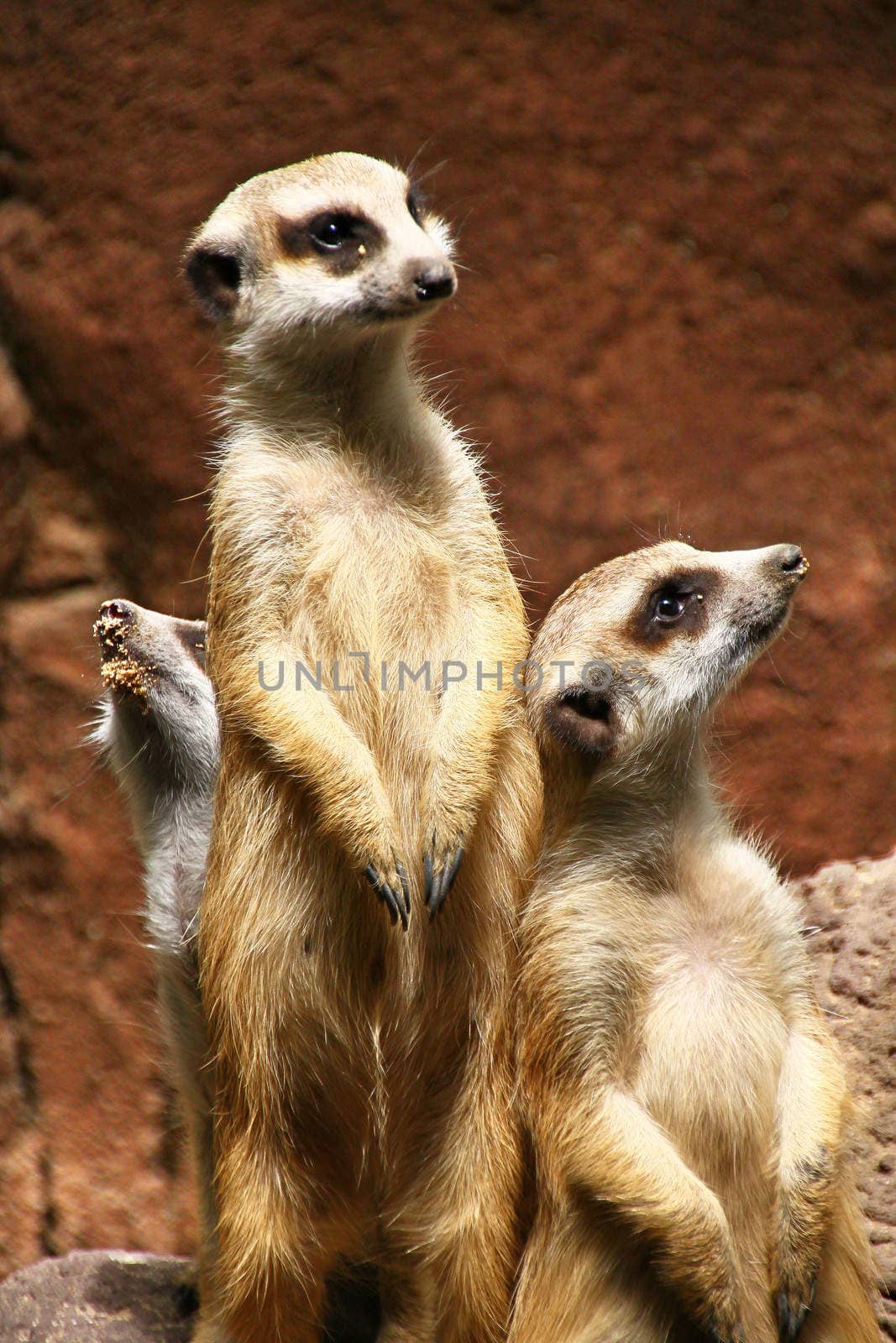 Curious meerkats awating threir food in the nature park of Jambatan Buaya in Java, Indonesia