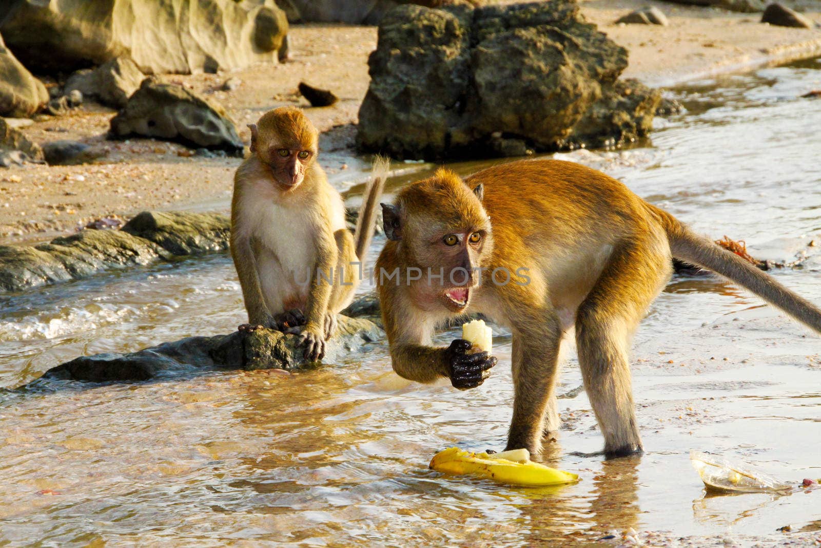 Wild resus monkeys eating bananas and defending territory in a small sping near Krabi, Thailand