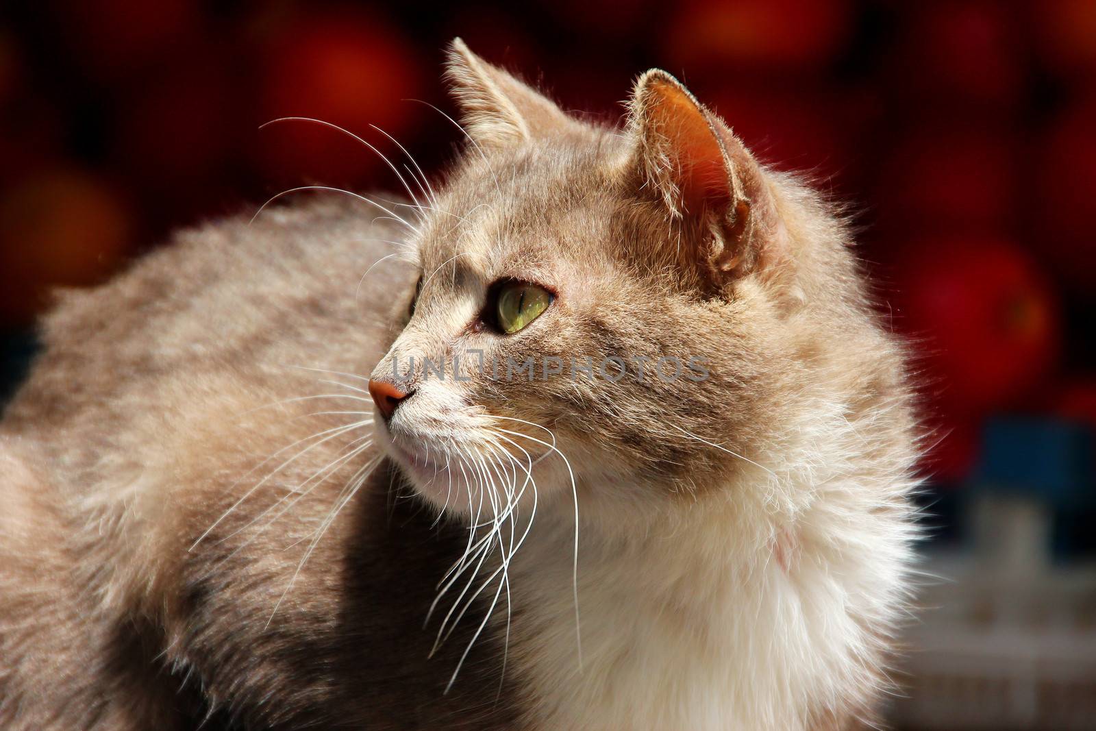 An attentive domestic cat is awating its lunch in the fruit market in Sofia, Bulgaria