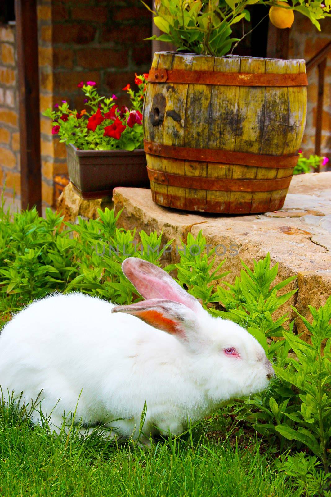 Albino rabbit feeding in a garden by tboyajiev