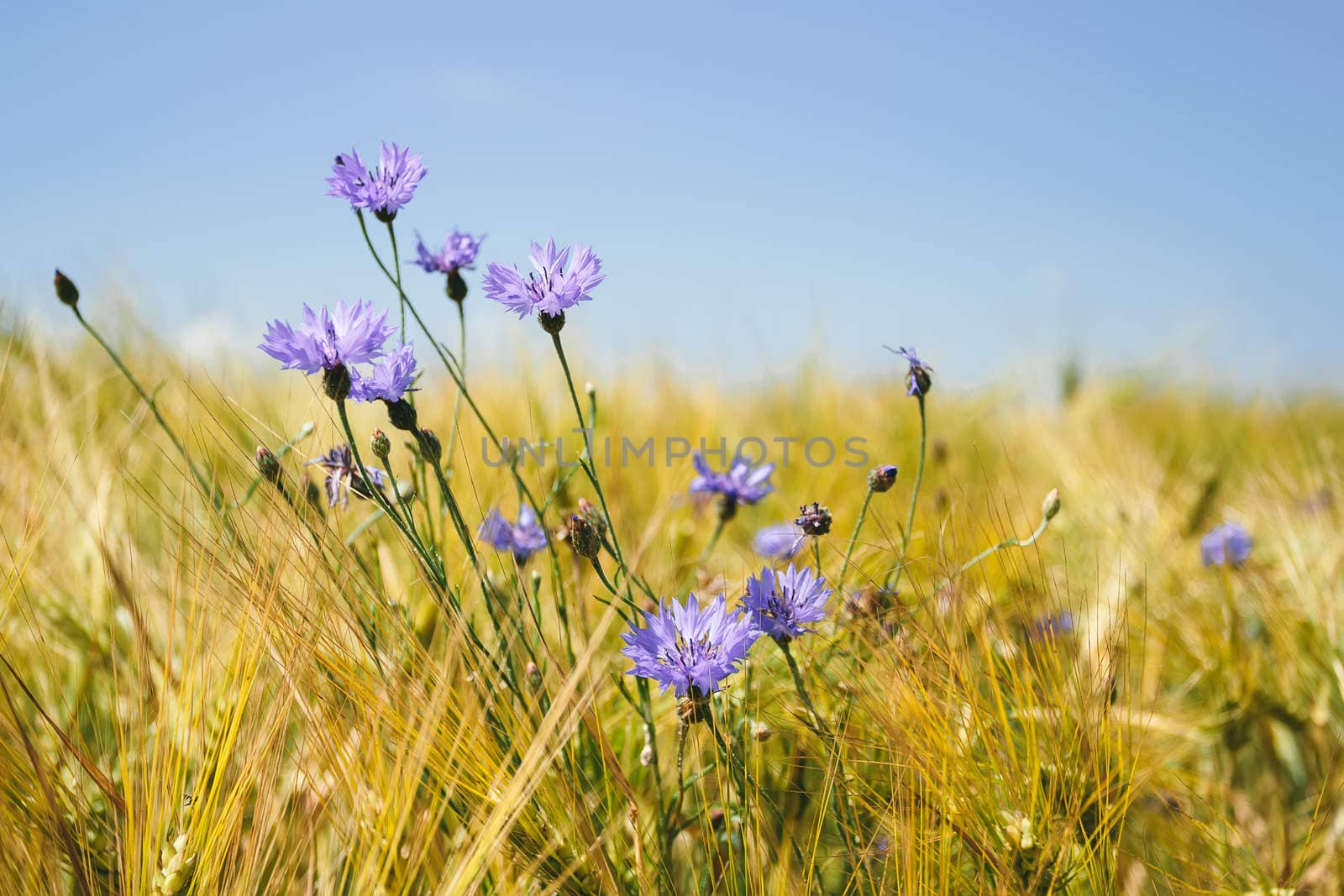 blue cornflowers in the wheat field with blue sky