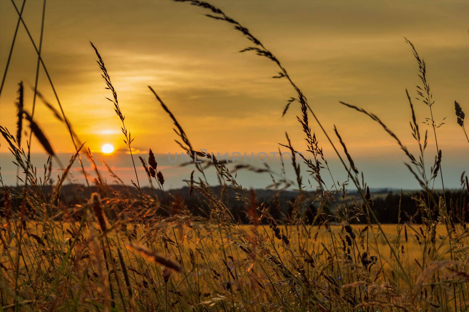 summer sunset over grass field with shallow focus