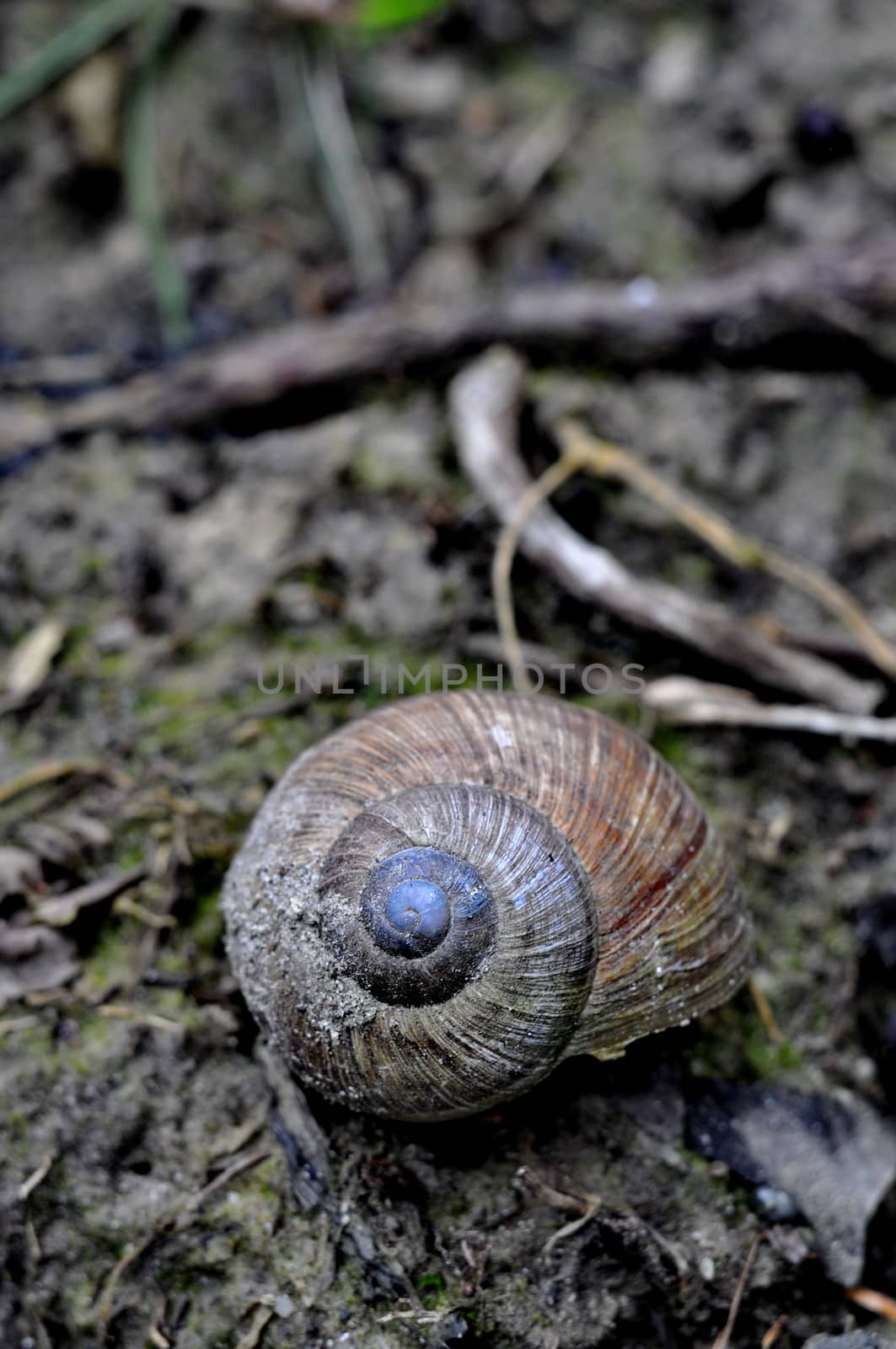 Snail in the forrest by anderm