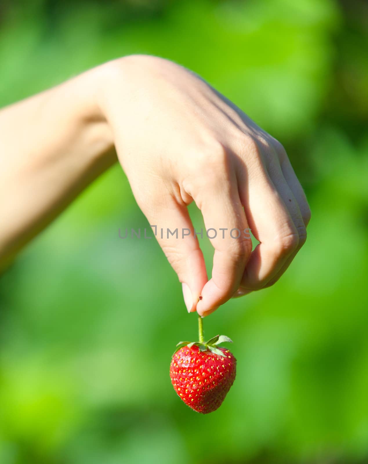hand holding strawberries by maxoliki