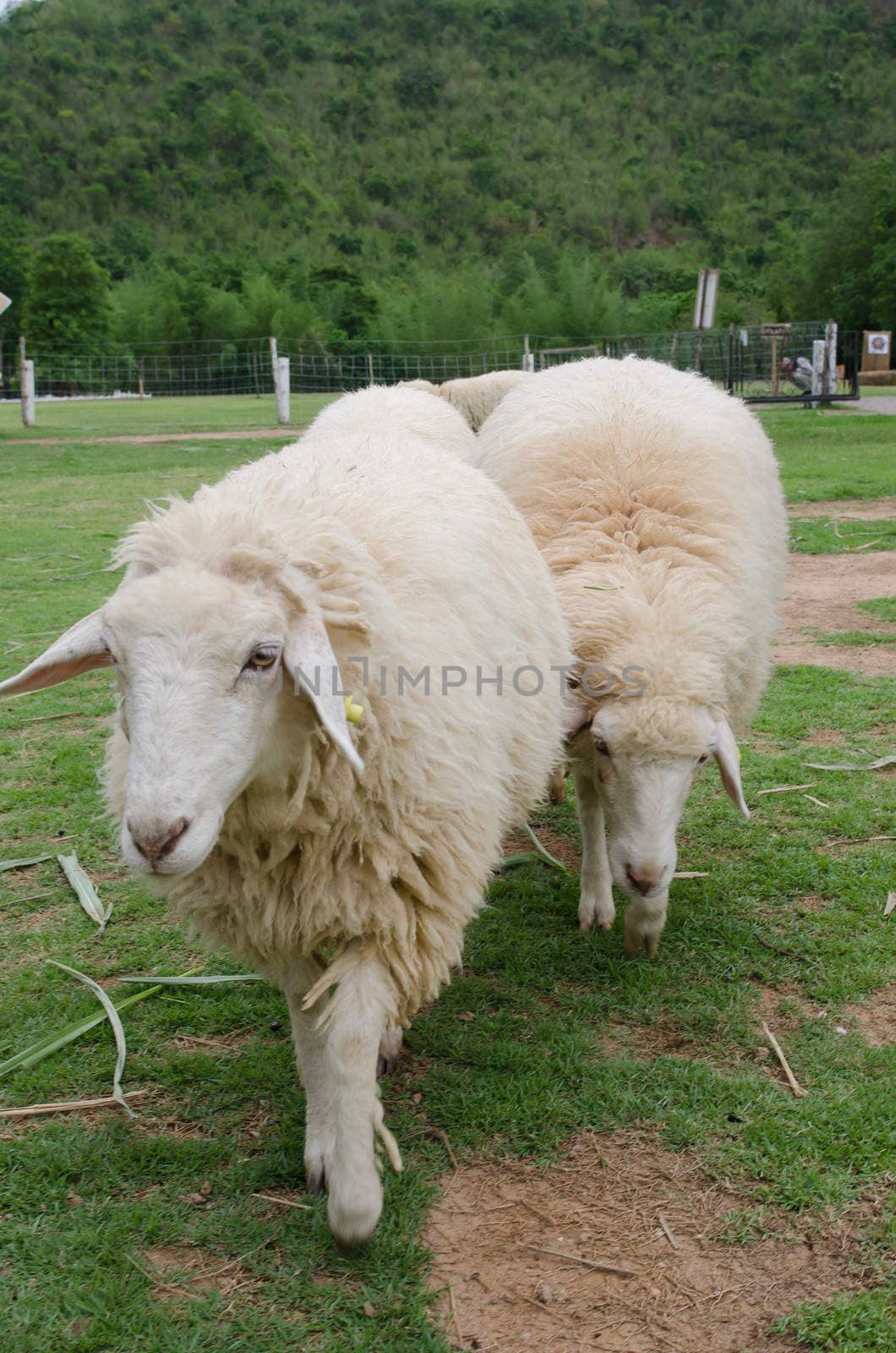 close up of white sheeps in sheep farm