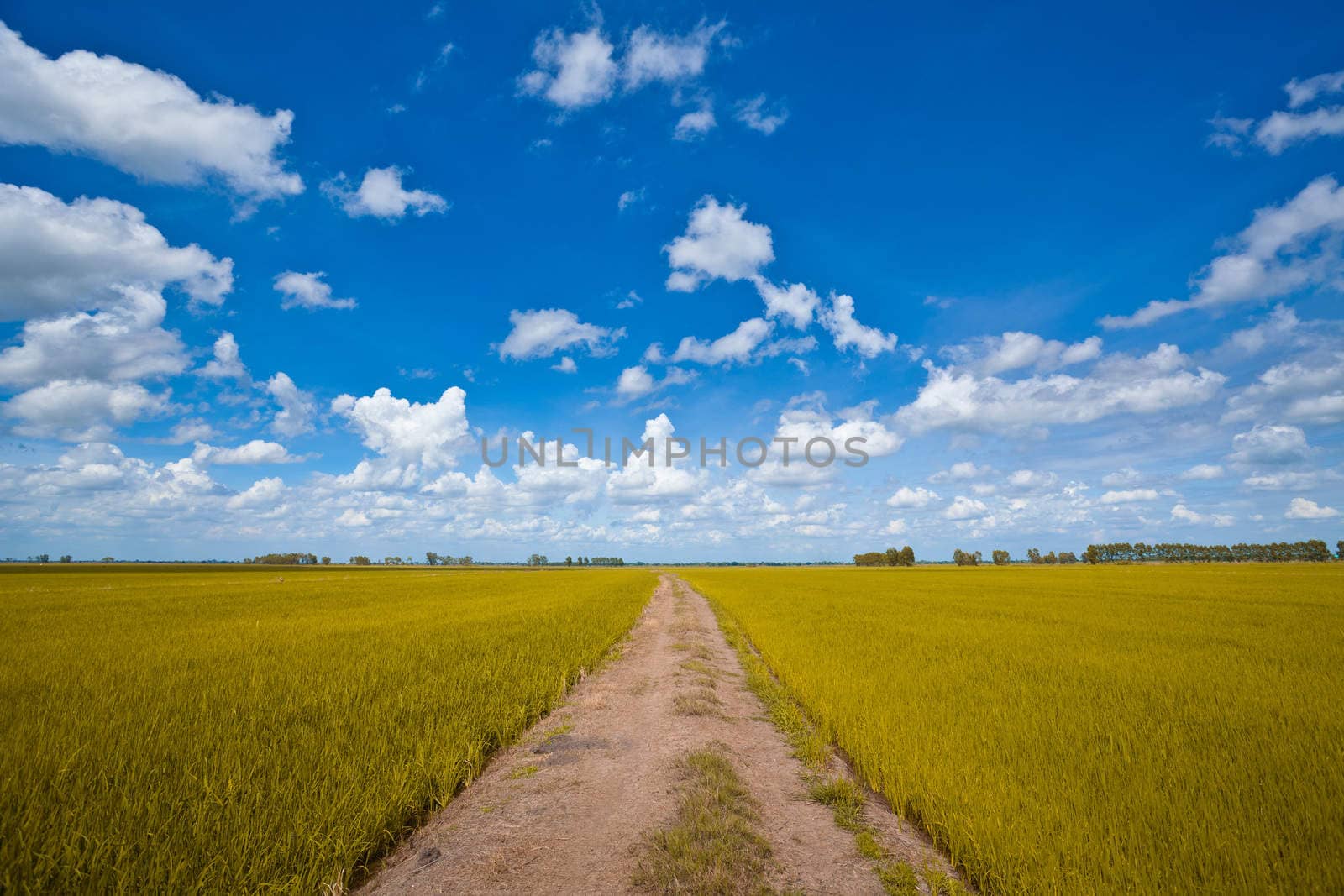Yellow Rice field way on the field background cloud cloudy