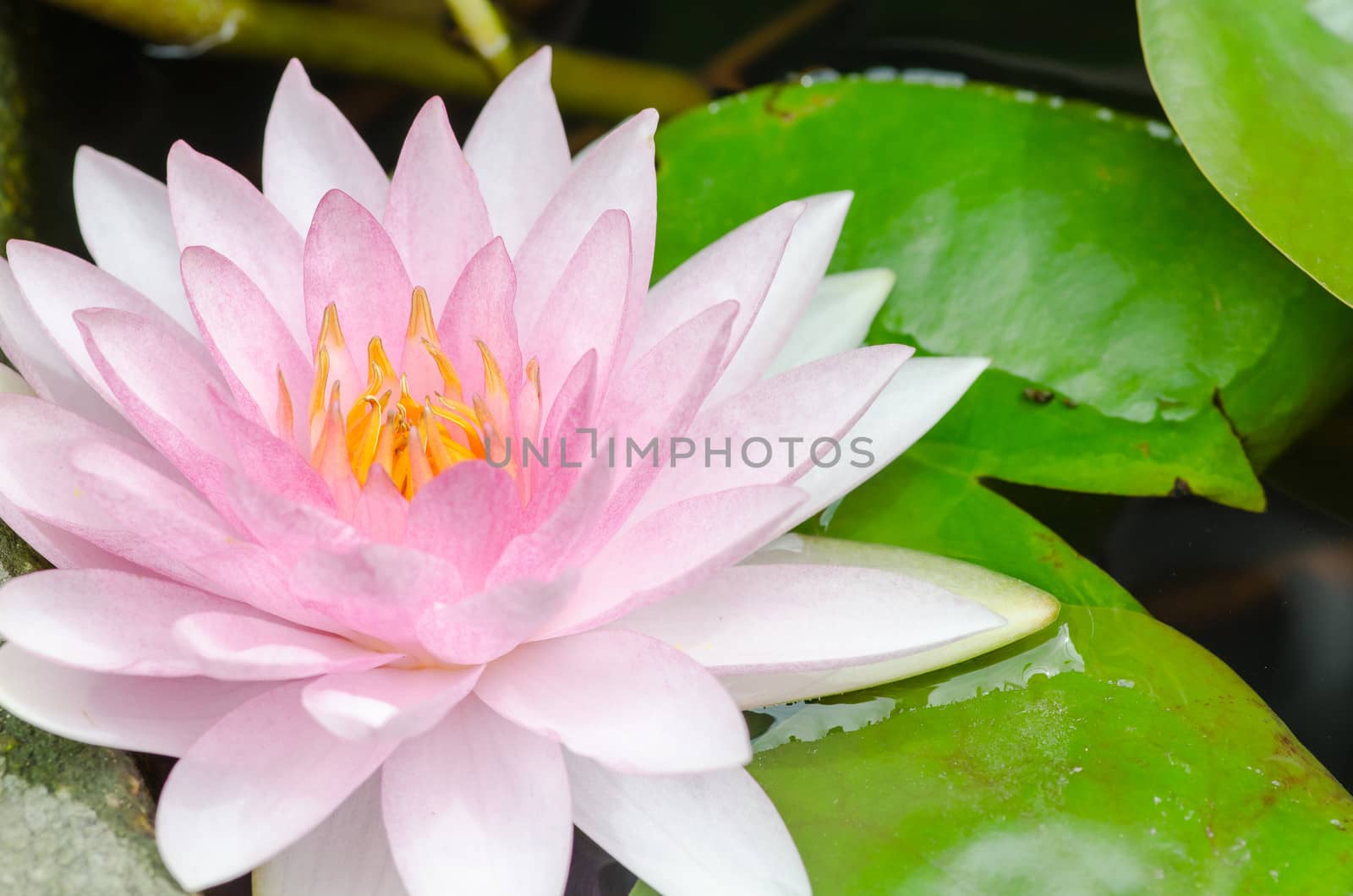 colorful of purple water lily