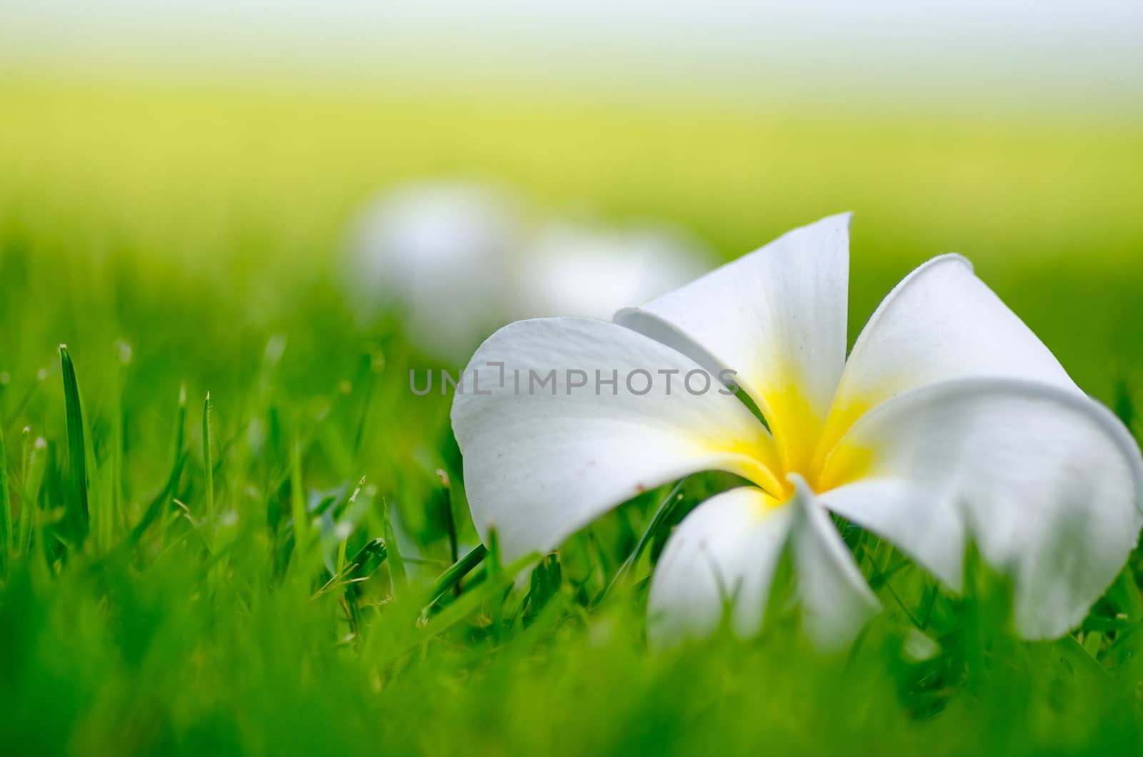 yellow Frangipani or Plumeria flower on green grass background