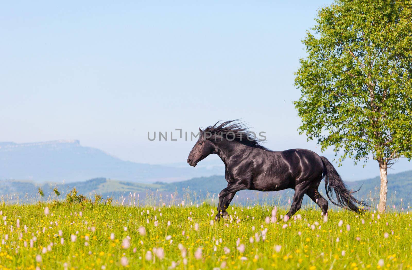 Arab racer runs on a green summer meadow