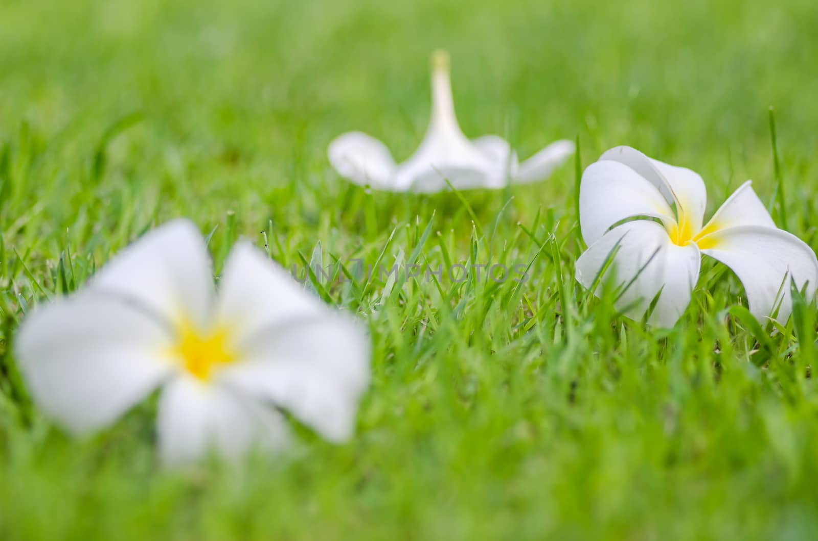 yellow Frangipani or Plumeria flower on green grass background