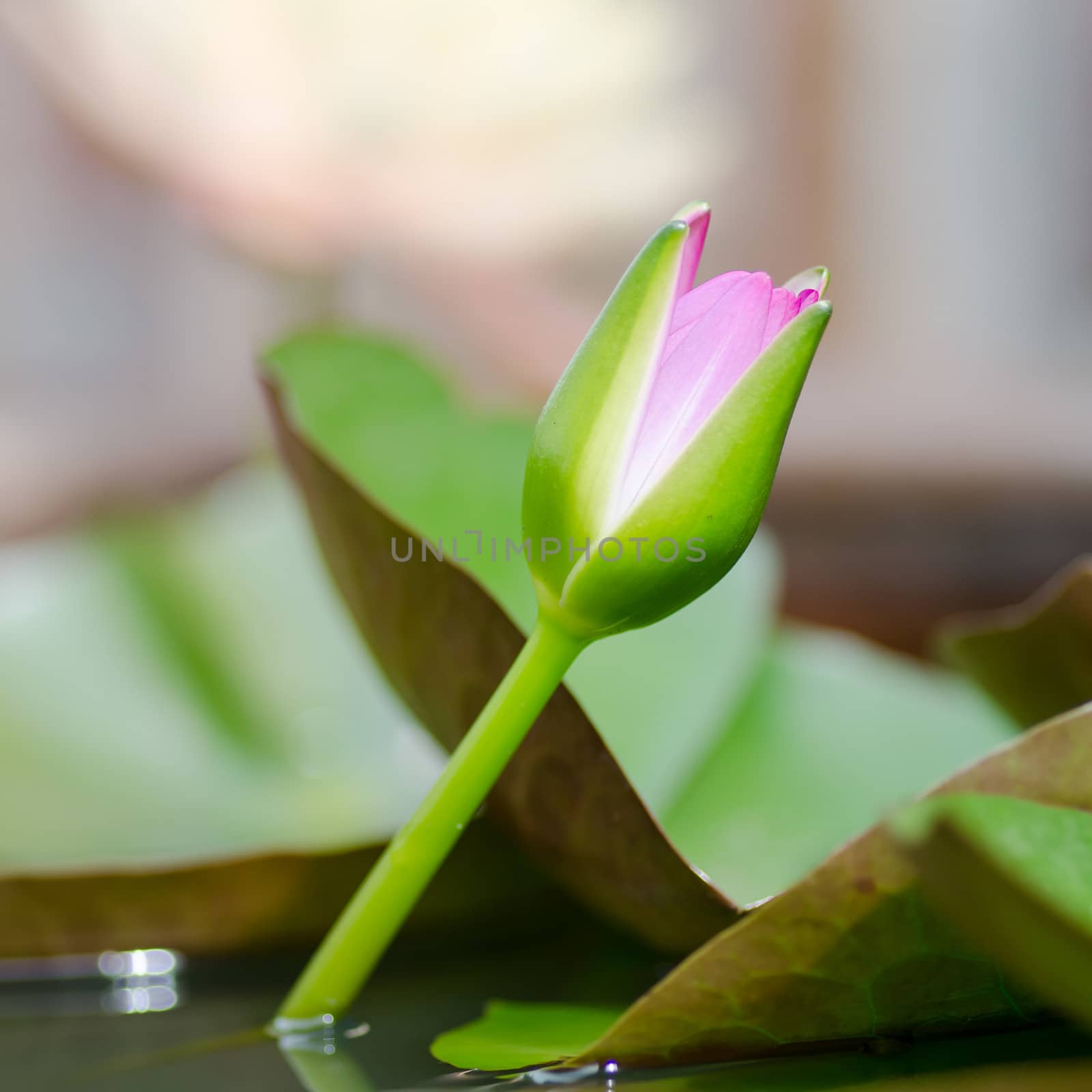 colorful of purple water lily