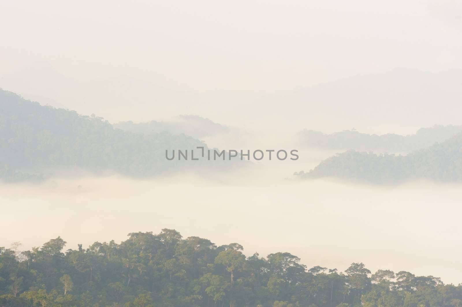 Beautiful floating fog landscape in rain forest after rain storm,Thailand.