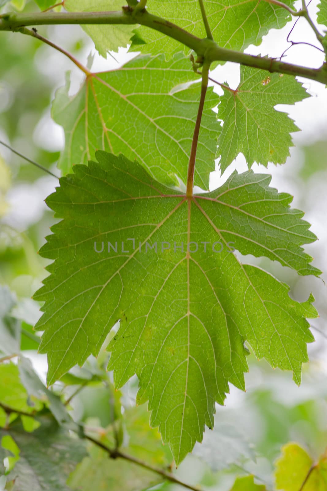 green grape leaves by hinnamsaisuy