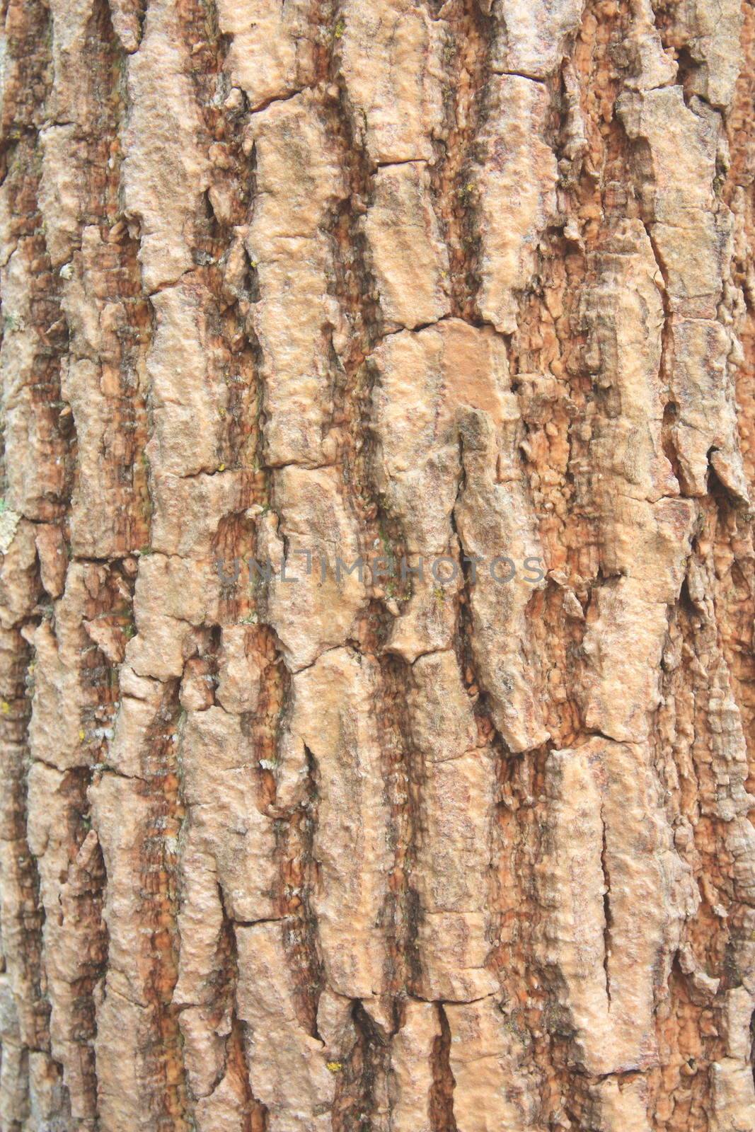 The picture of old tree bark background 