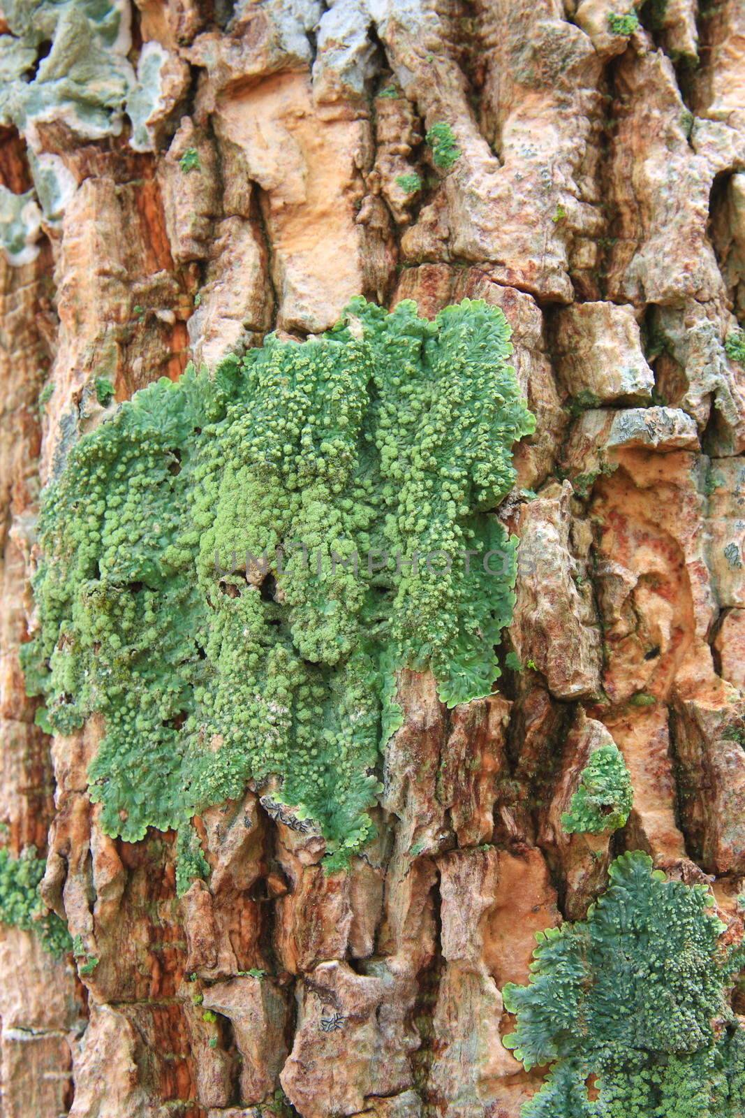 The picture of tree bark partially covered with green moss