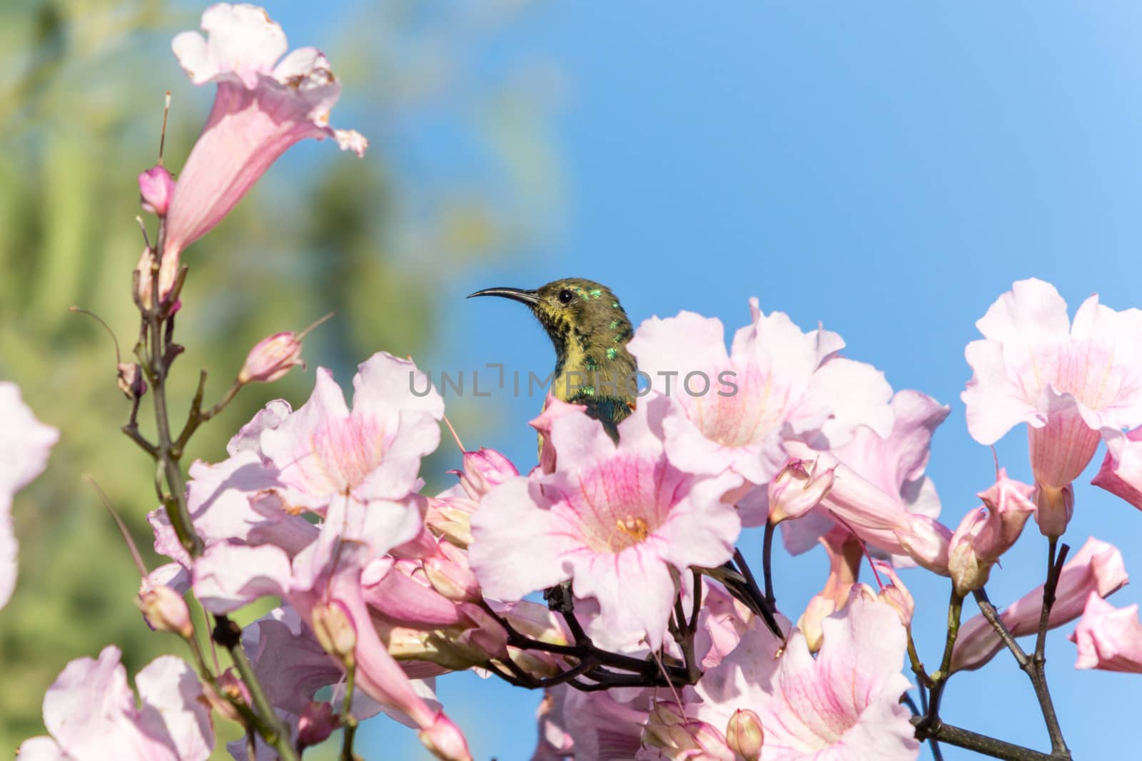 A beautiful small bird sitting on a twig filled with blooming flowers