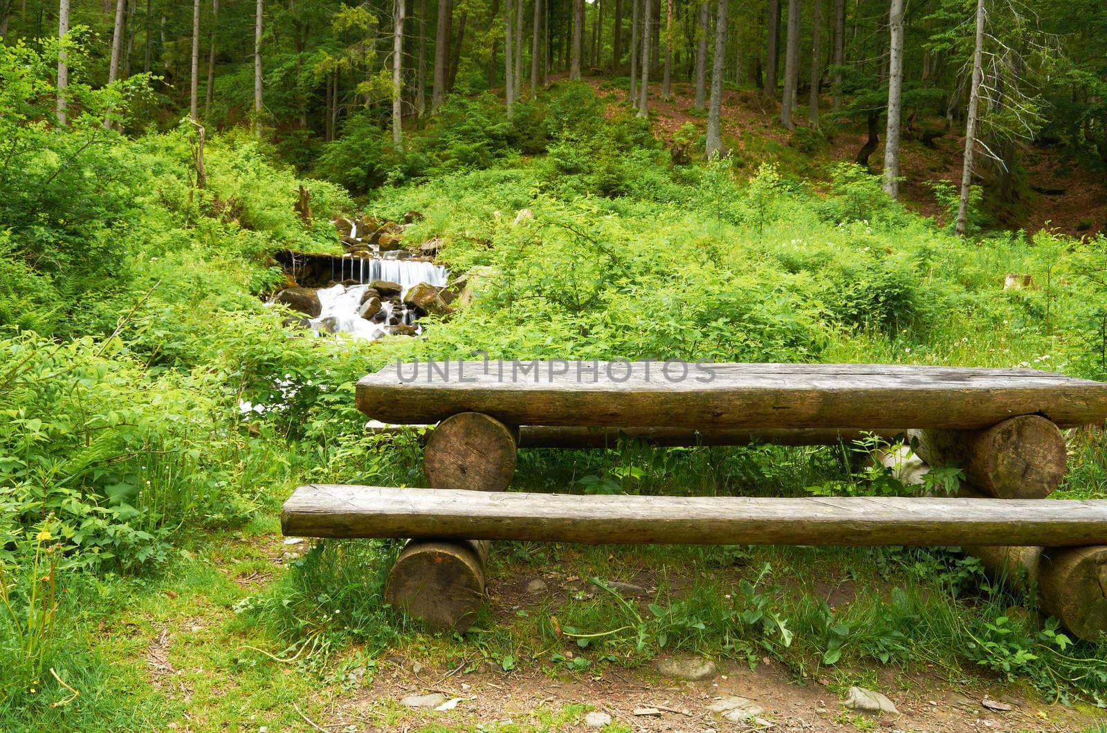 Wooden bench in a thick pine forest