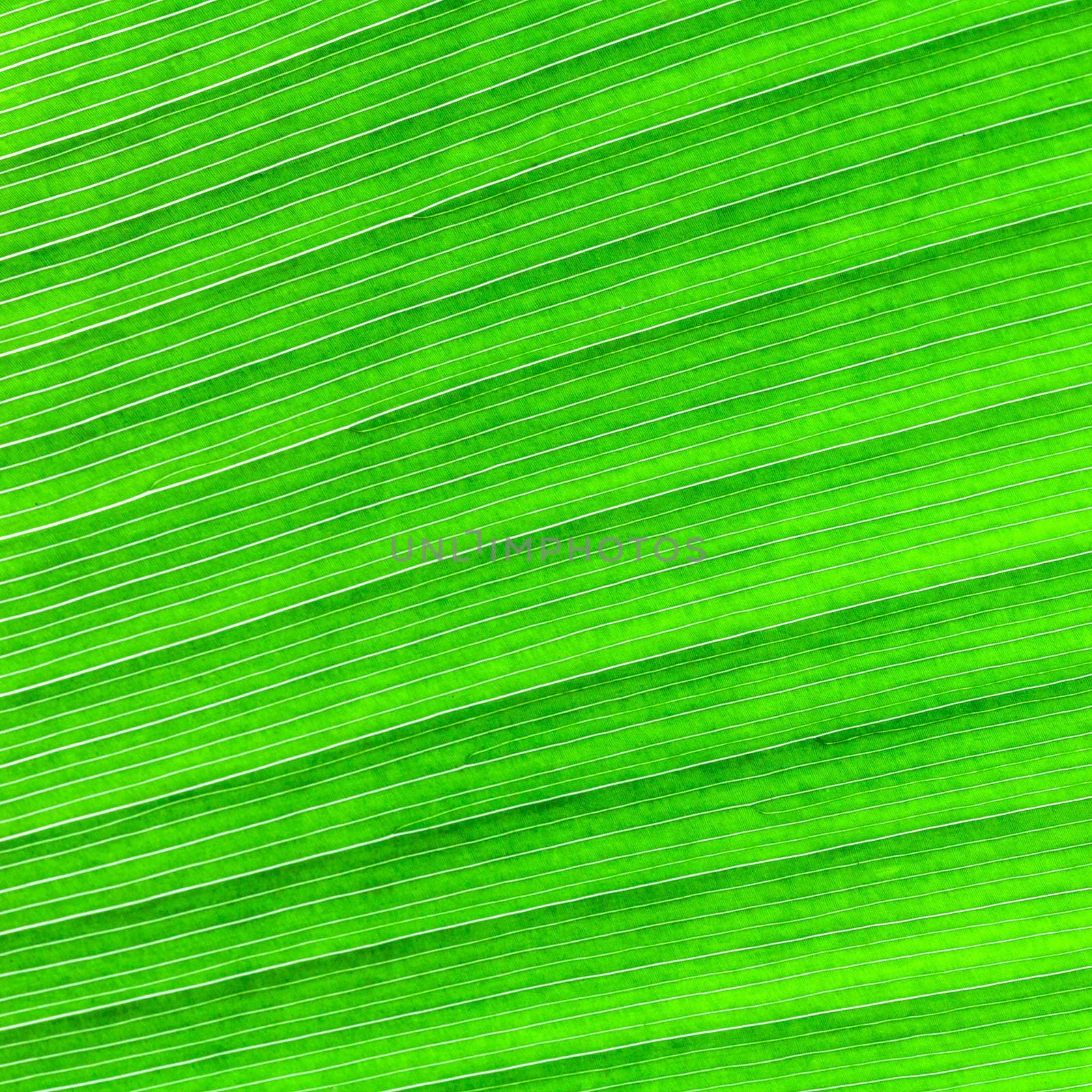 Abstract of banana leaf background  by jame_j@homail.com