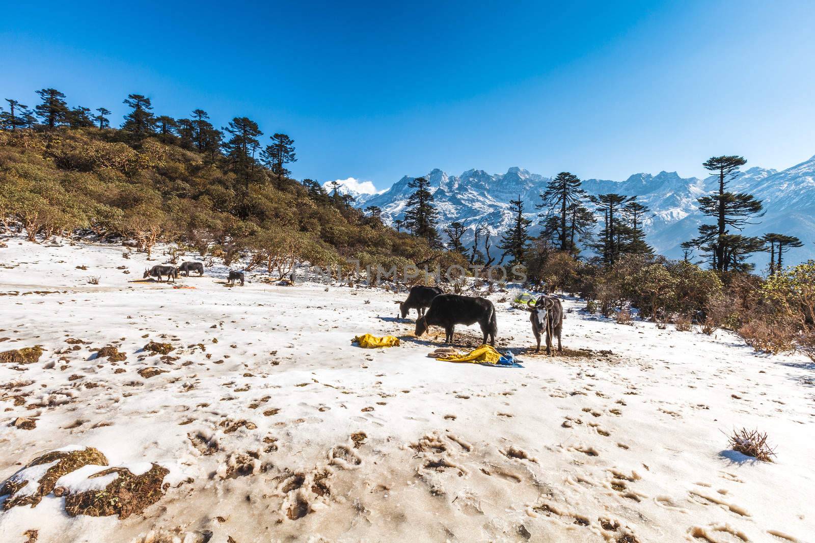 Phedang view point at Kanchenjunga National Park, Sikkim, India.